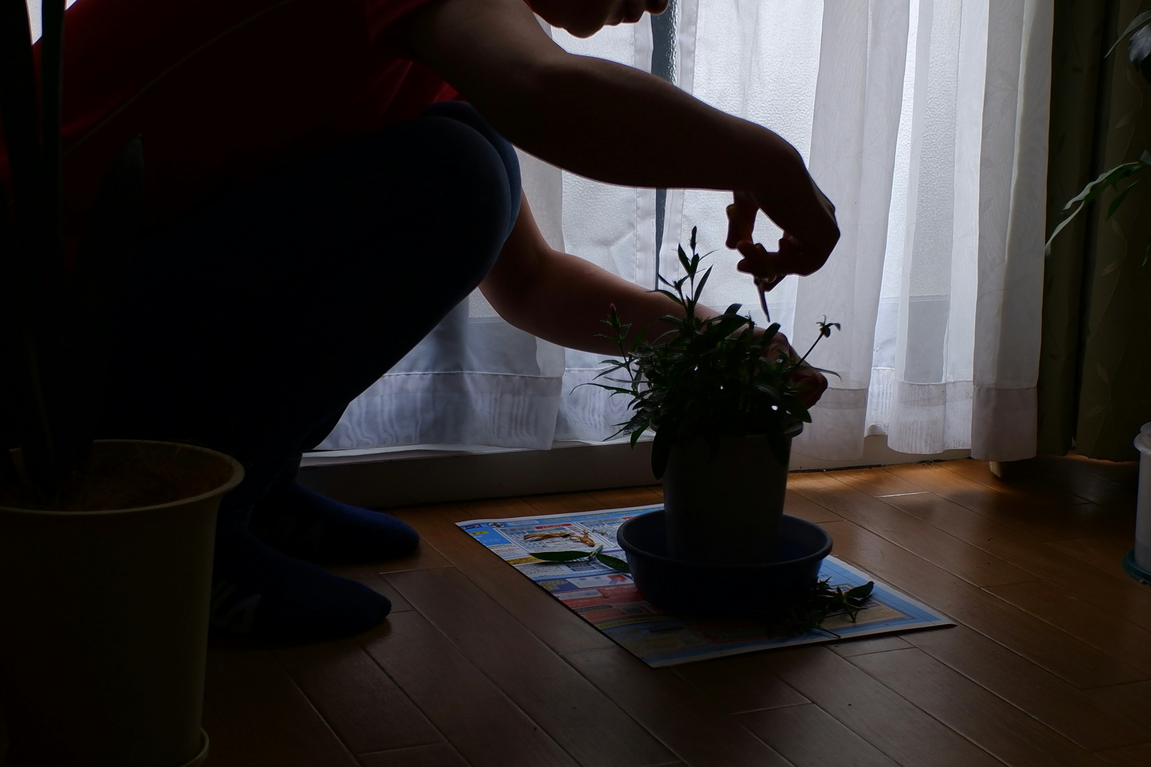 窓の近くで植物を手入れする人のシルエット