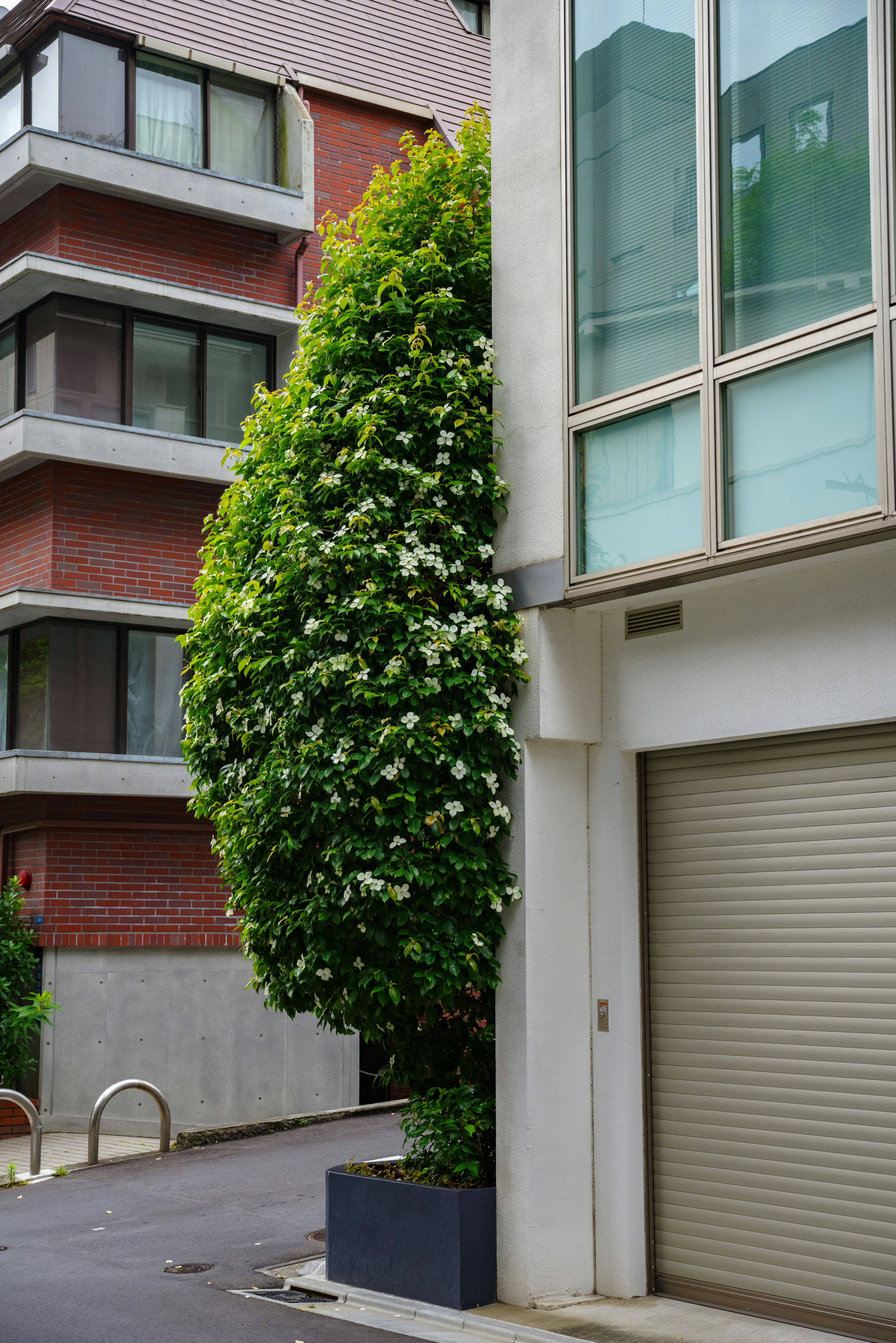 Escena urbana con un gran árbol verde junto a un edificio moderno