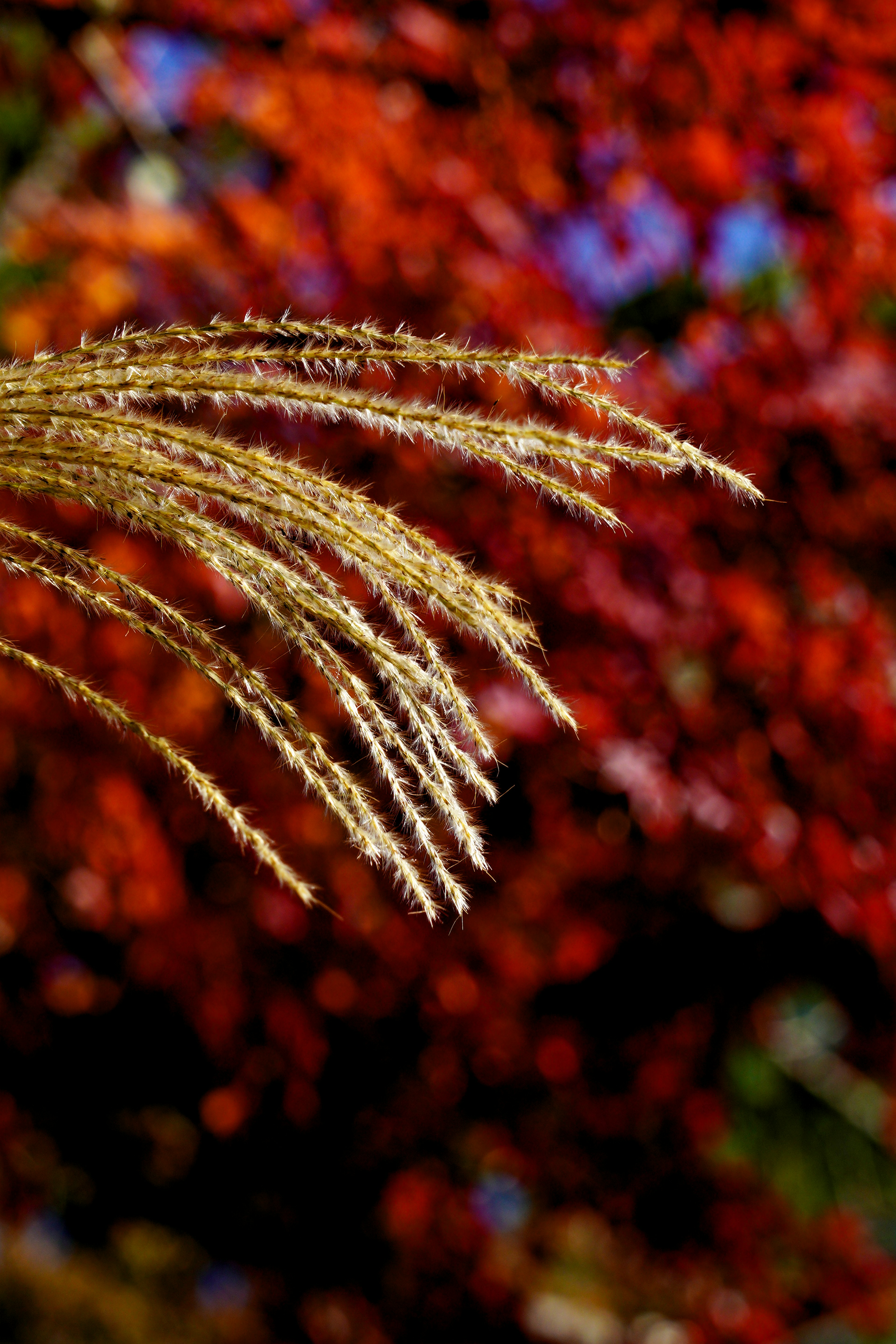 Épis d'herbe dorés ondulant devant un fond rouge