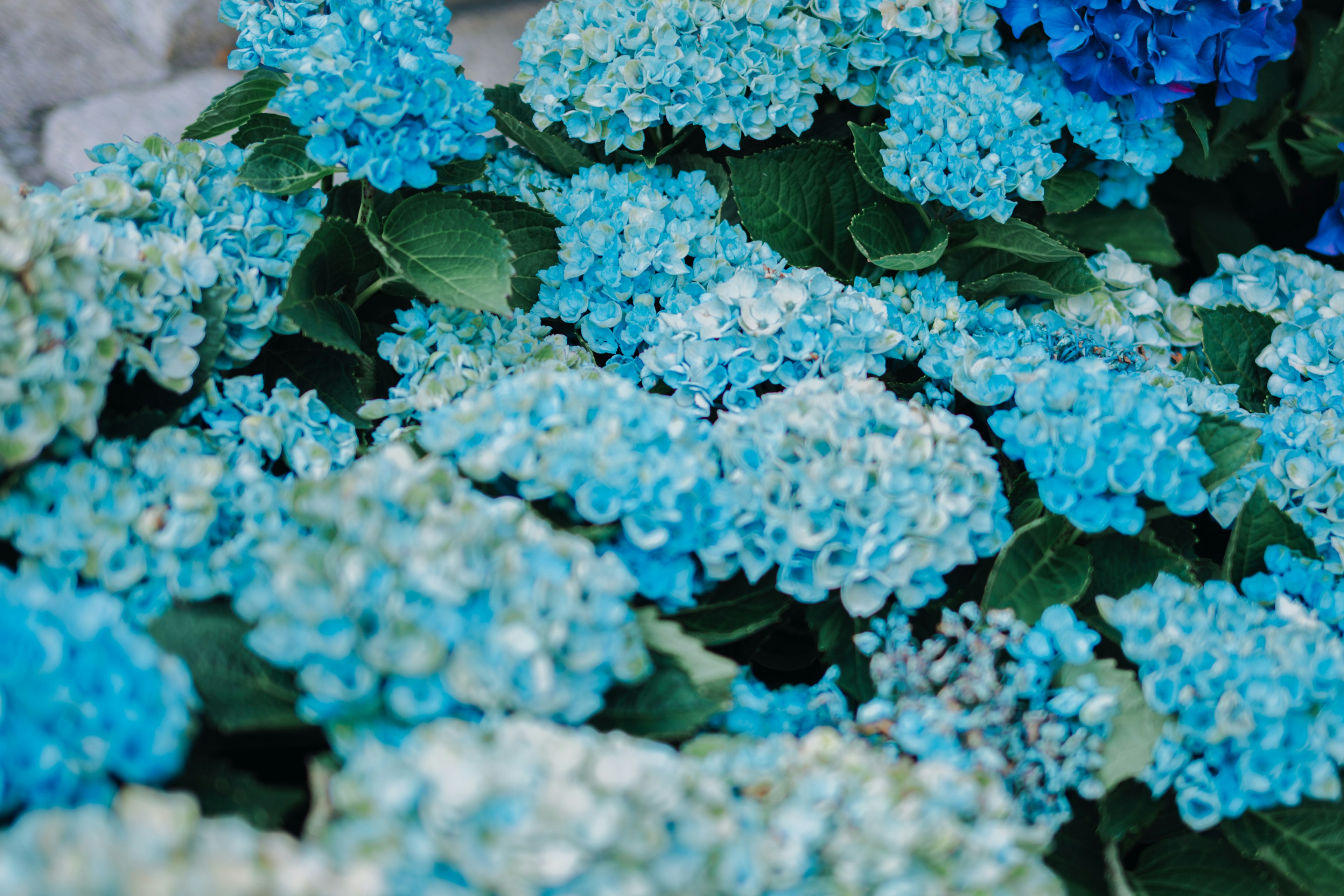 Primo piano di fiori di ortensia blu in un giardino