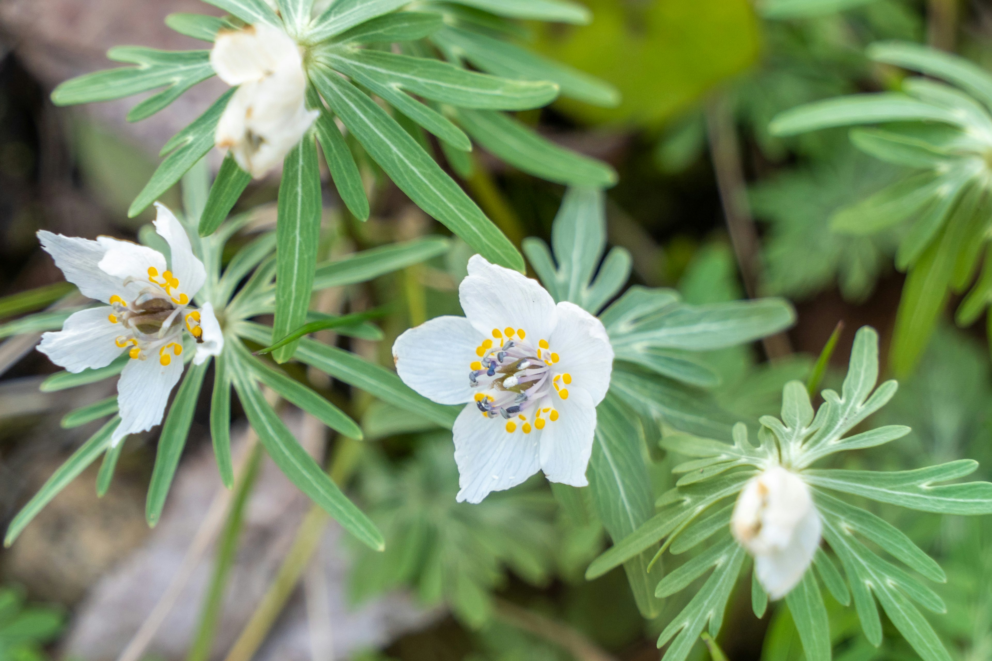 白い花と緑の葉が特徴の植物のクローズアップ