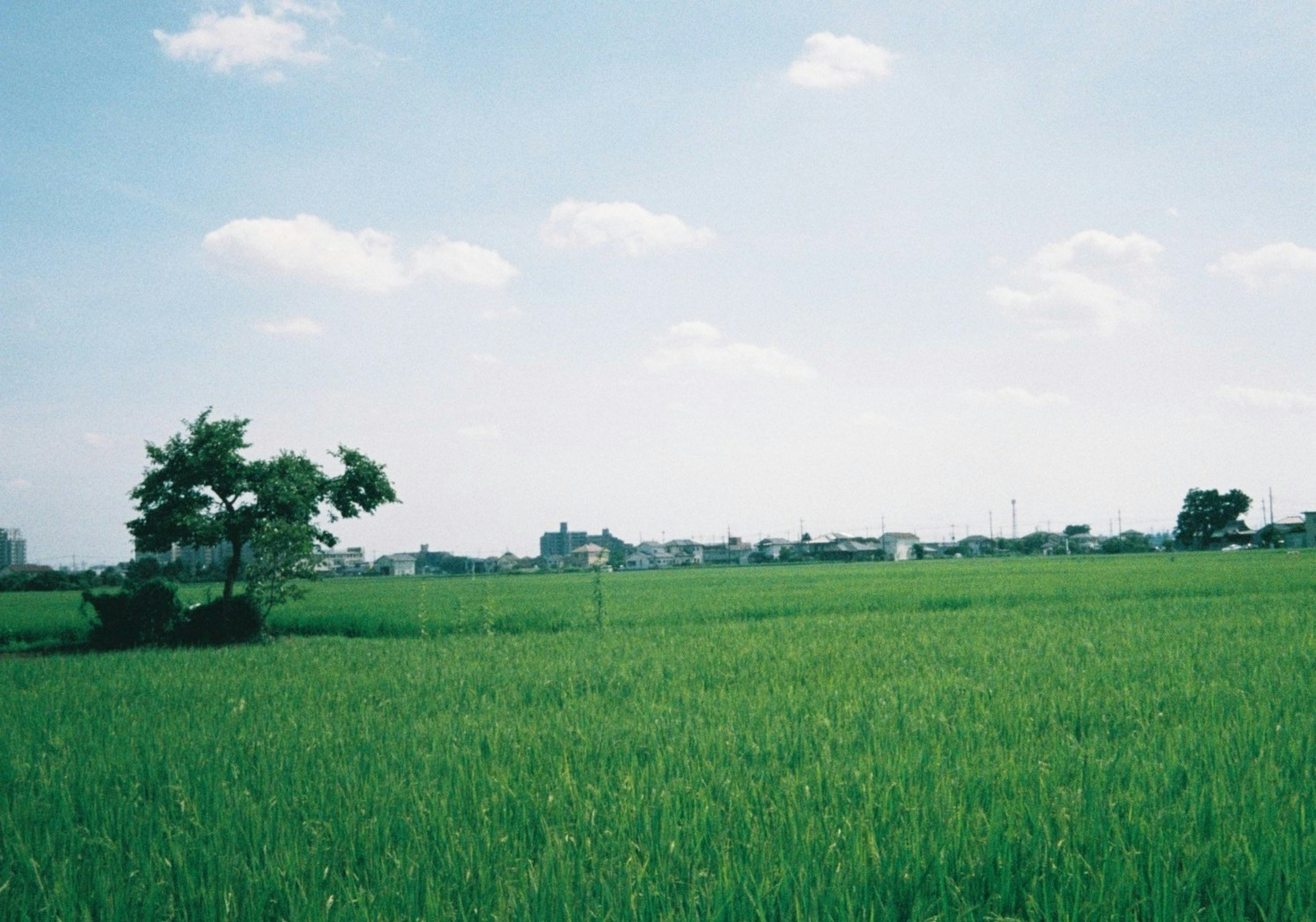 Lush green rice field under a clear blue sky