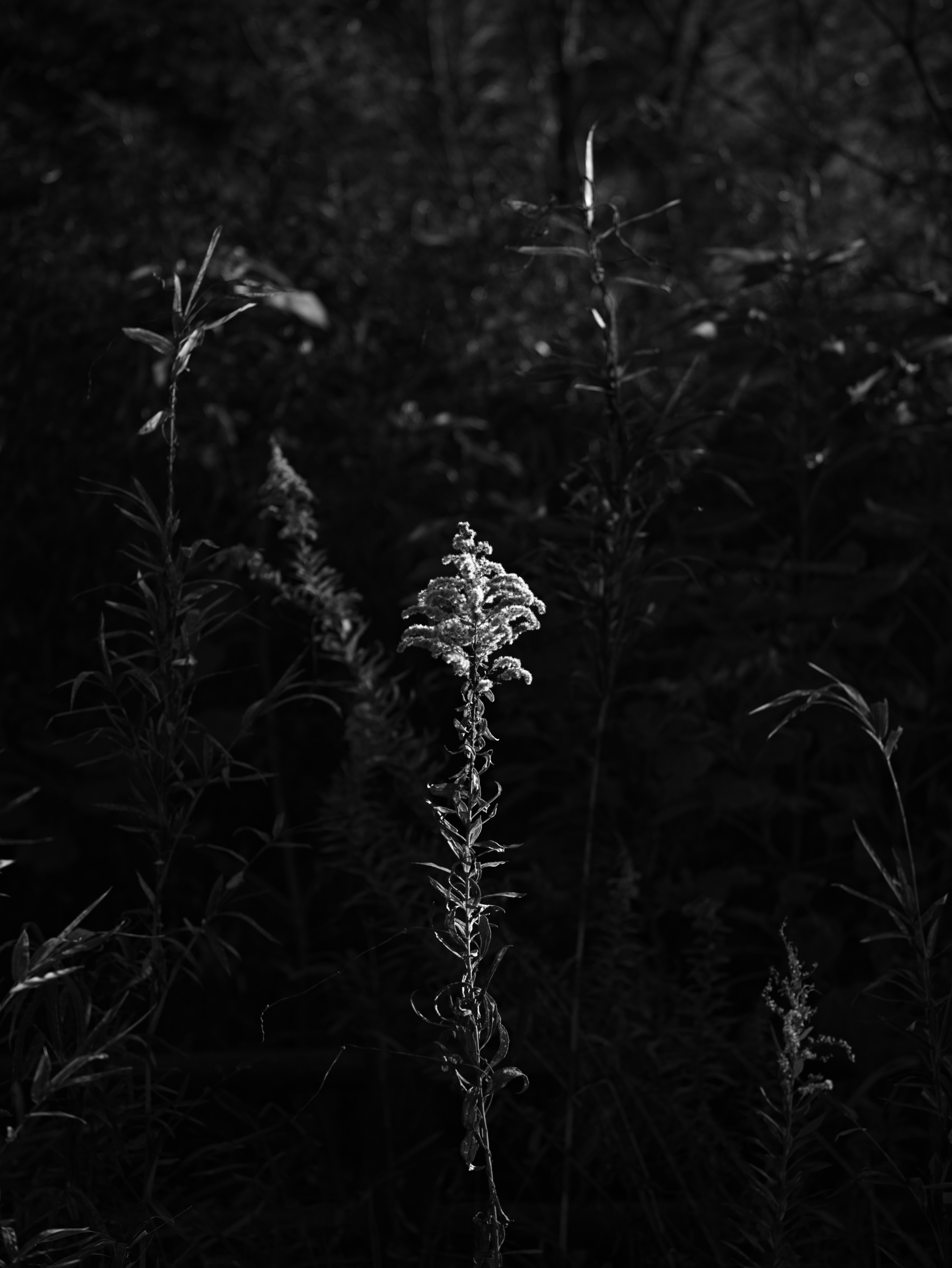 Une tige de fleur blanche se détache sur un fond sombre