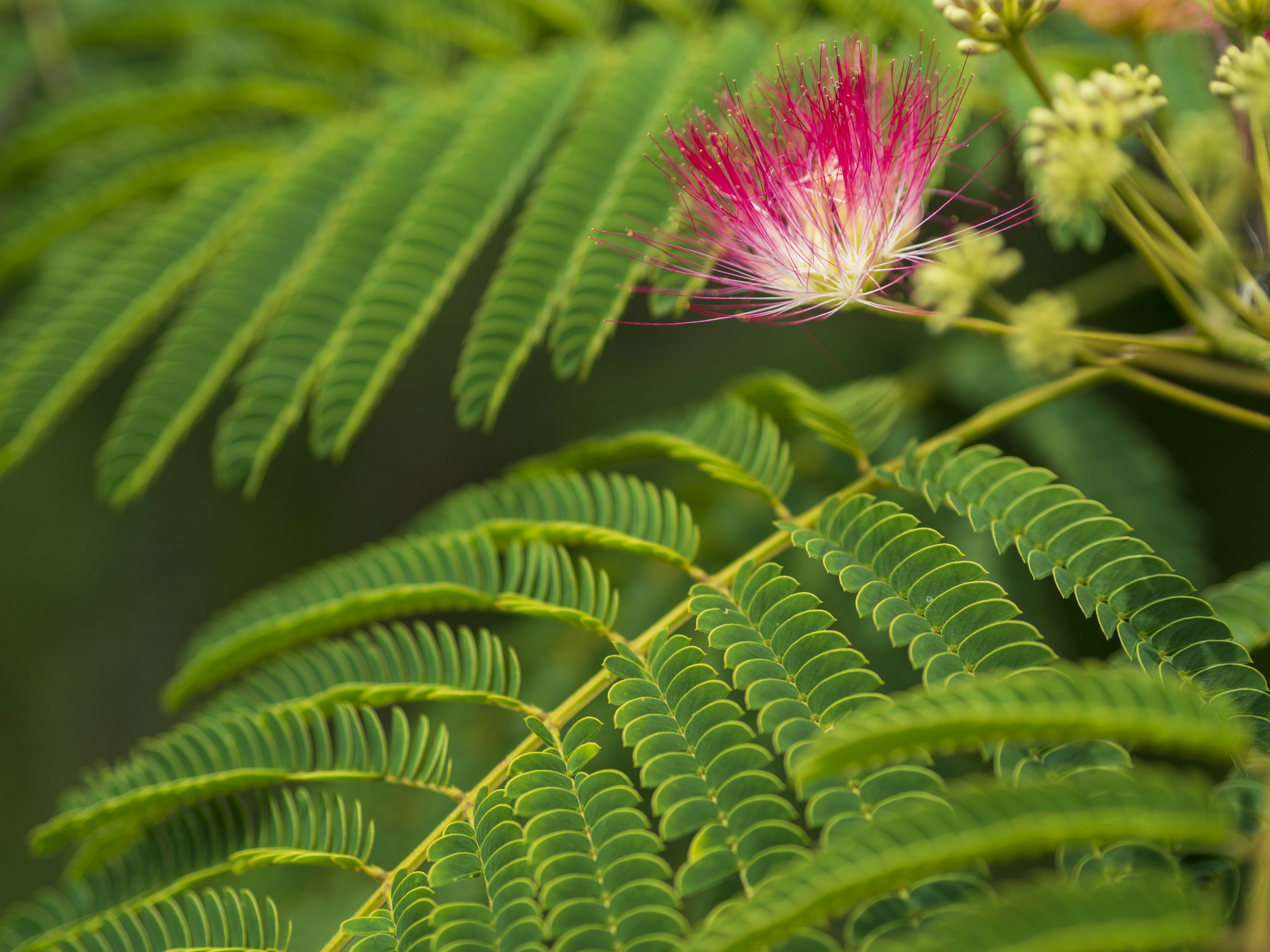 緑の葉とピンクの花が特徴的な植物のクローズアップ