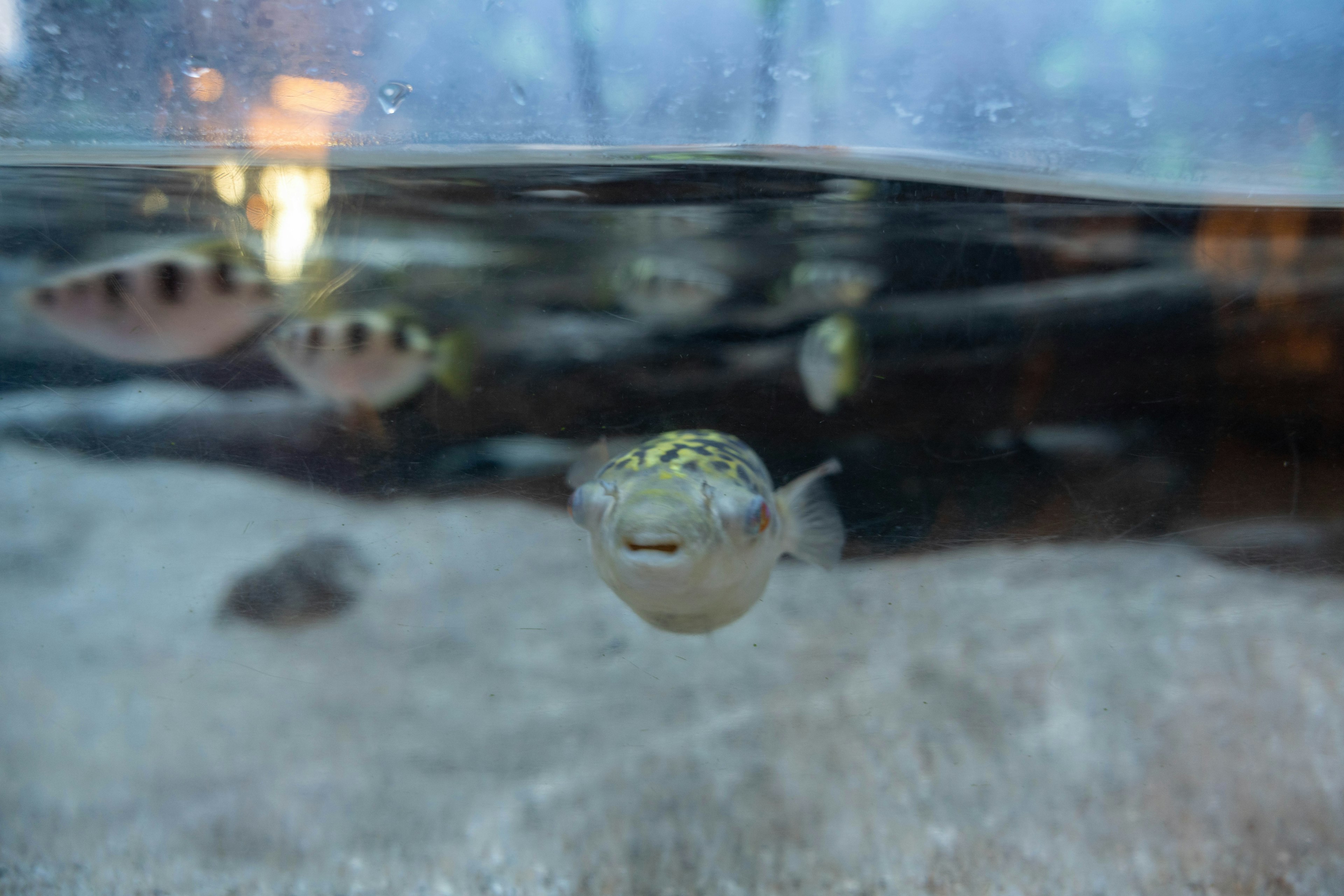 Ikan puffer yang berenang di air dengan ekspresi tersenyum