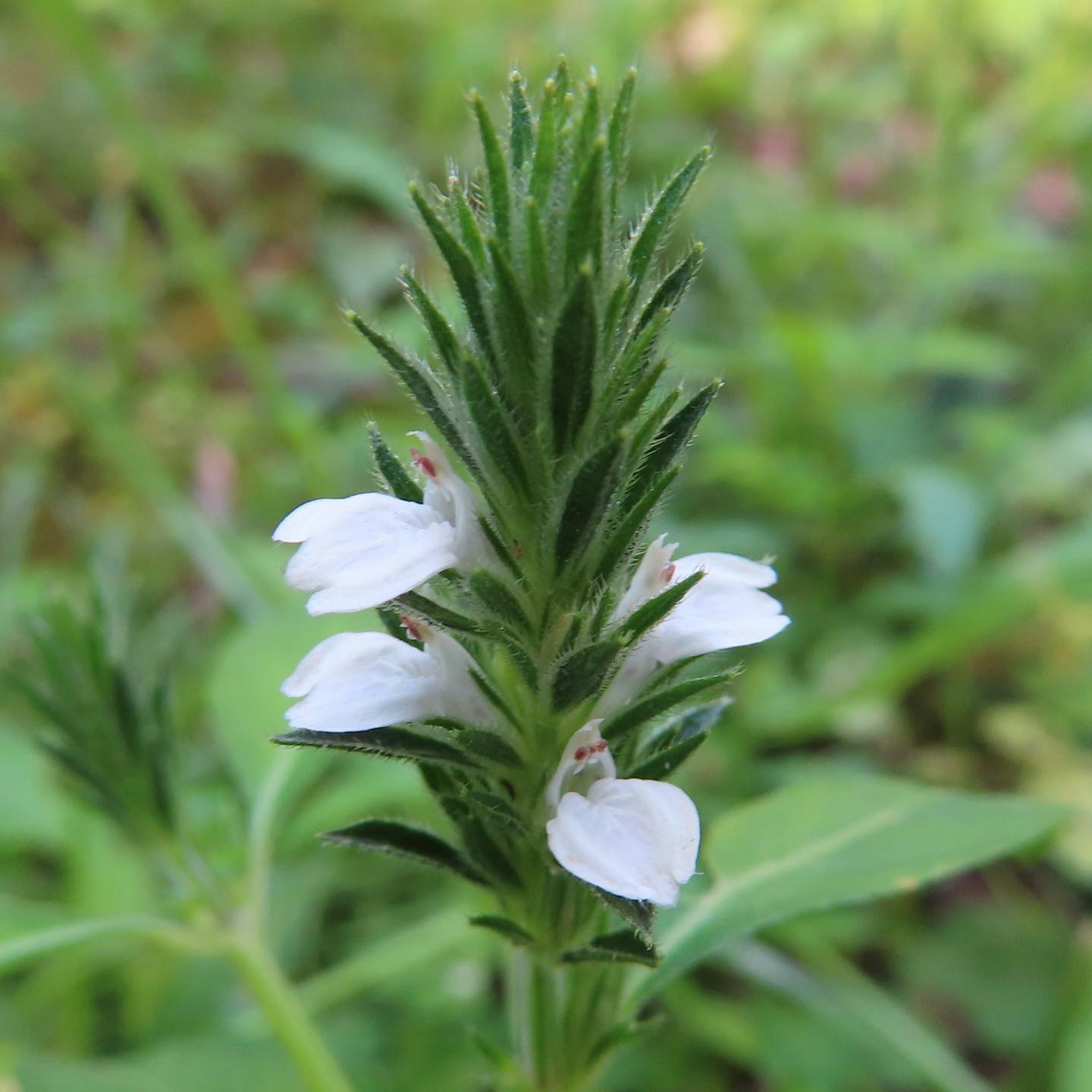 Gros plan d'une plante verte avec des fleurs blanches