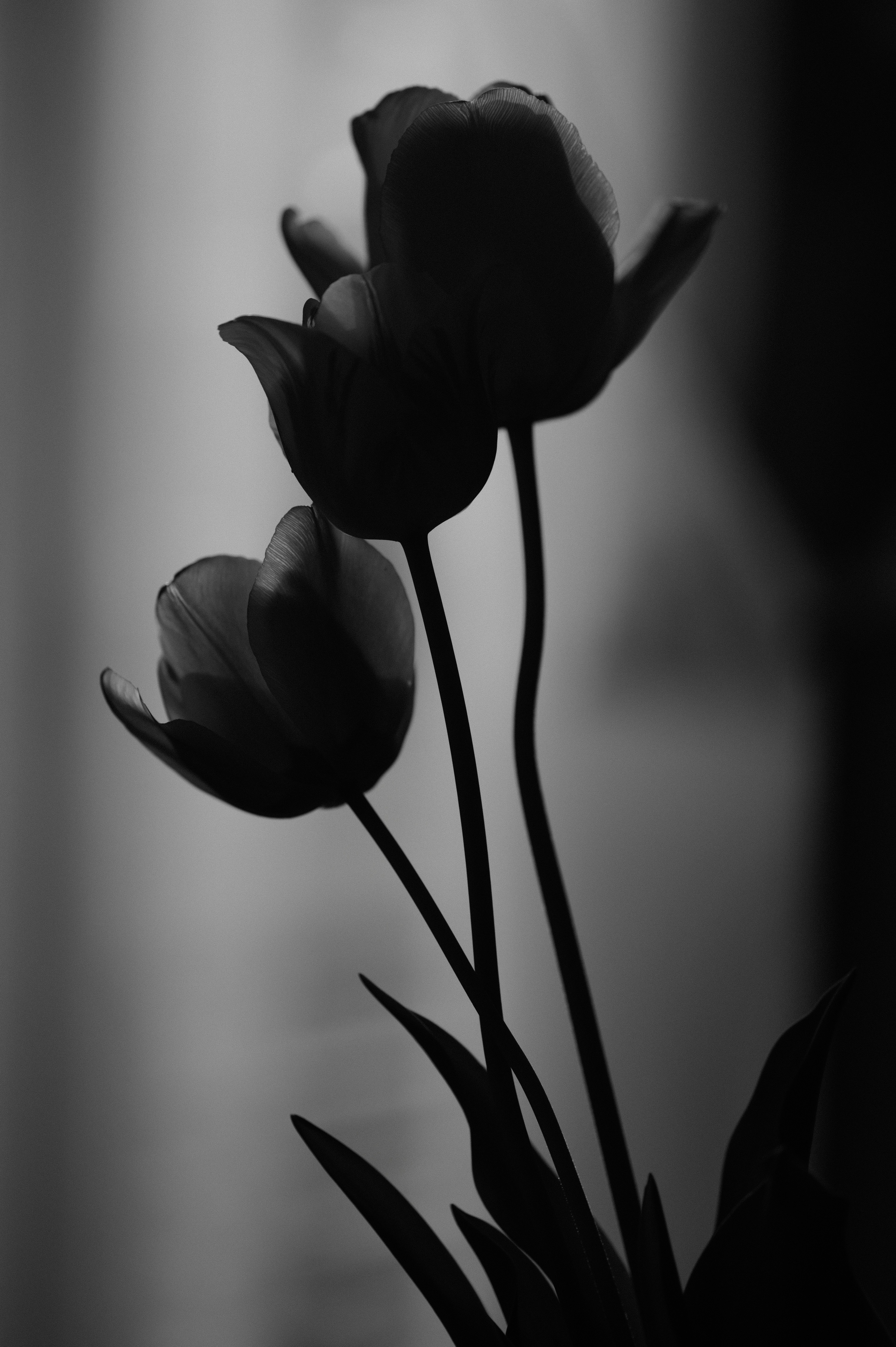 Silhouette của ba bông hoa tulip trên nền đen