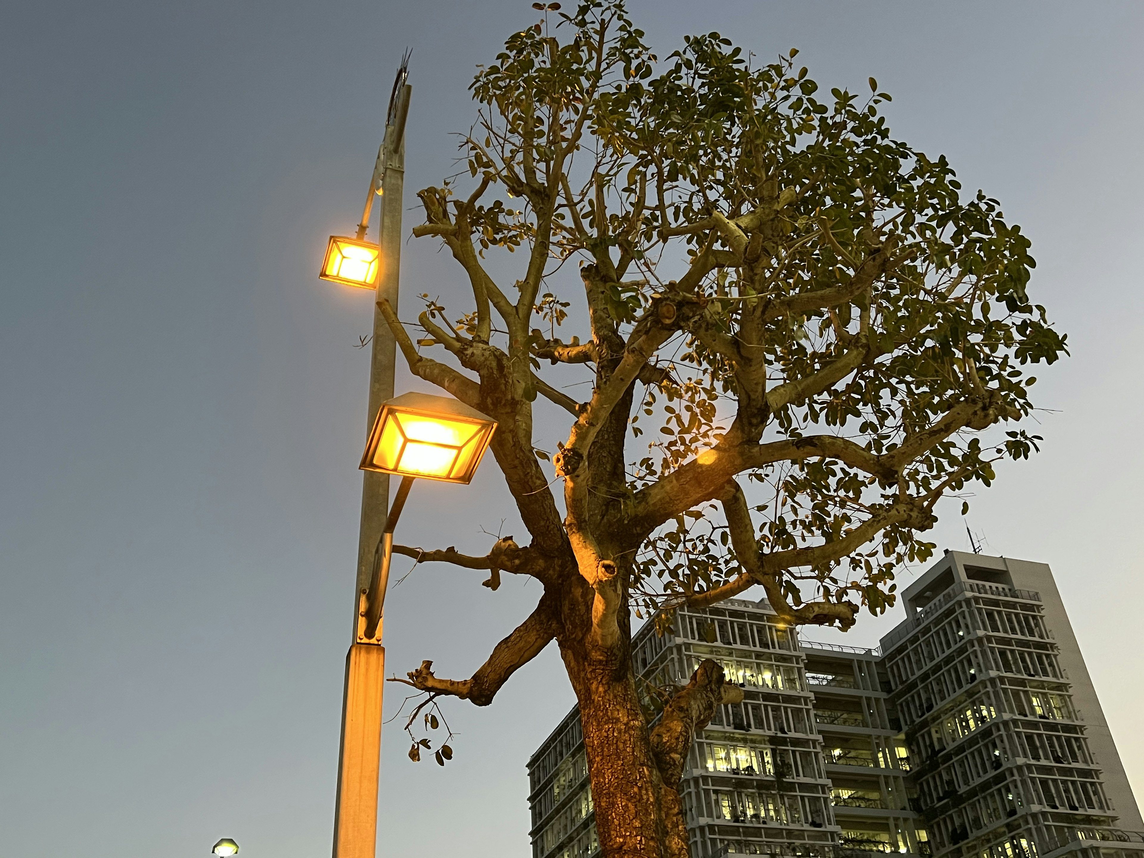 Pohon dekat lampu jalan dengan bangunan modern di latar belakang saat senja