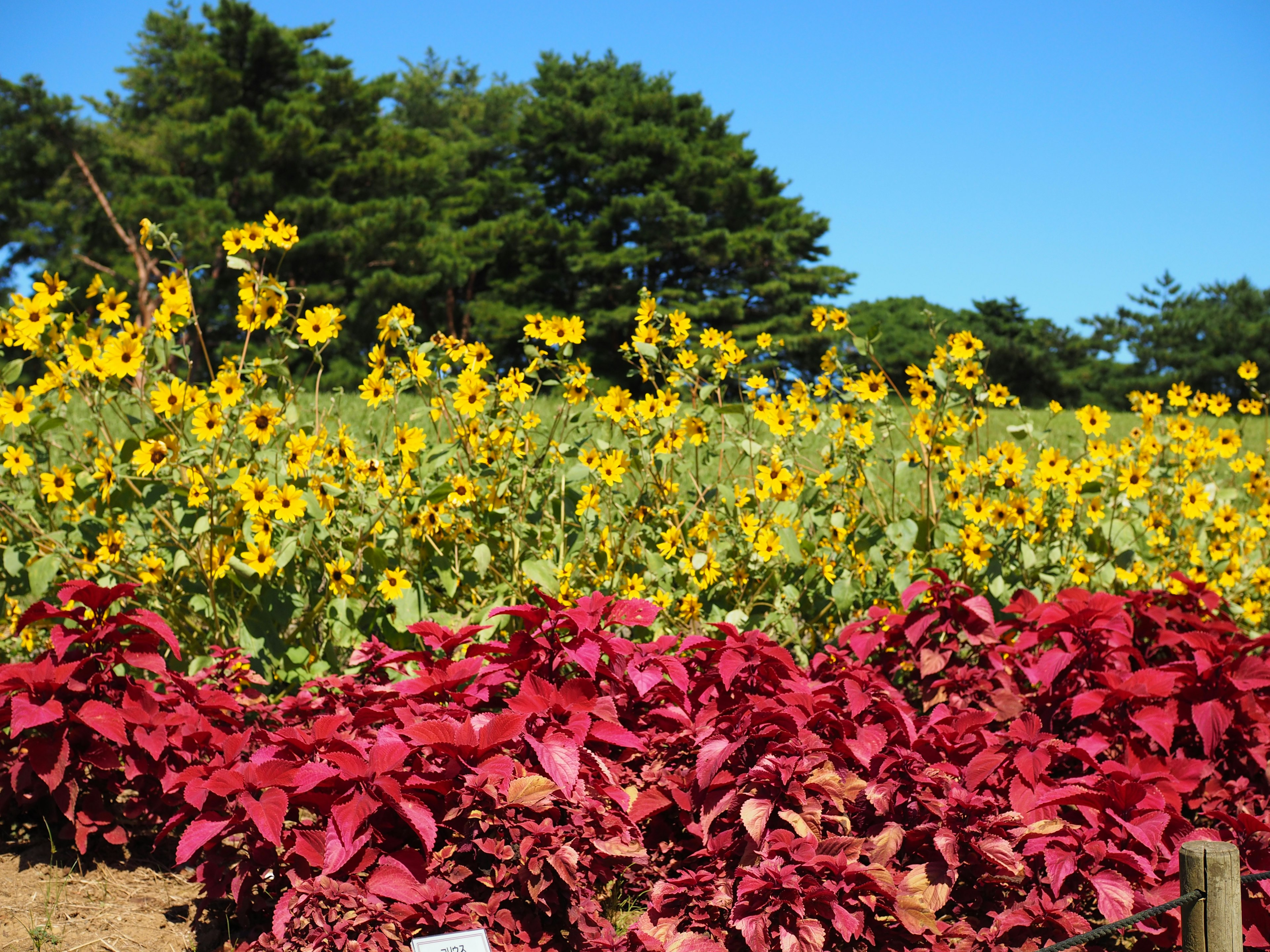 Champ de tournesols sous un ciel bleu clair avec des plantes à feuilles rouges au premier plan