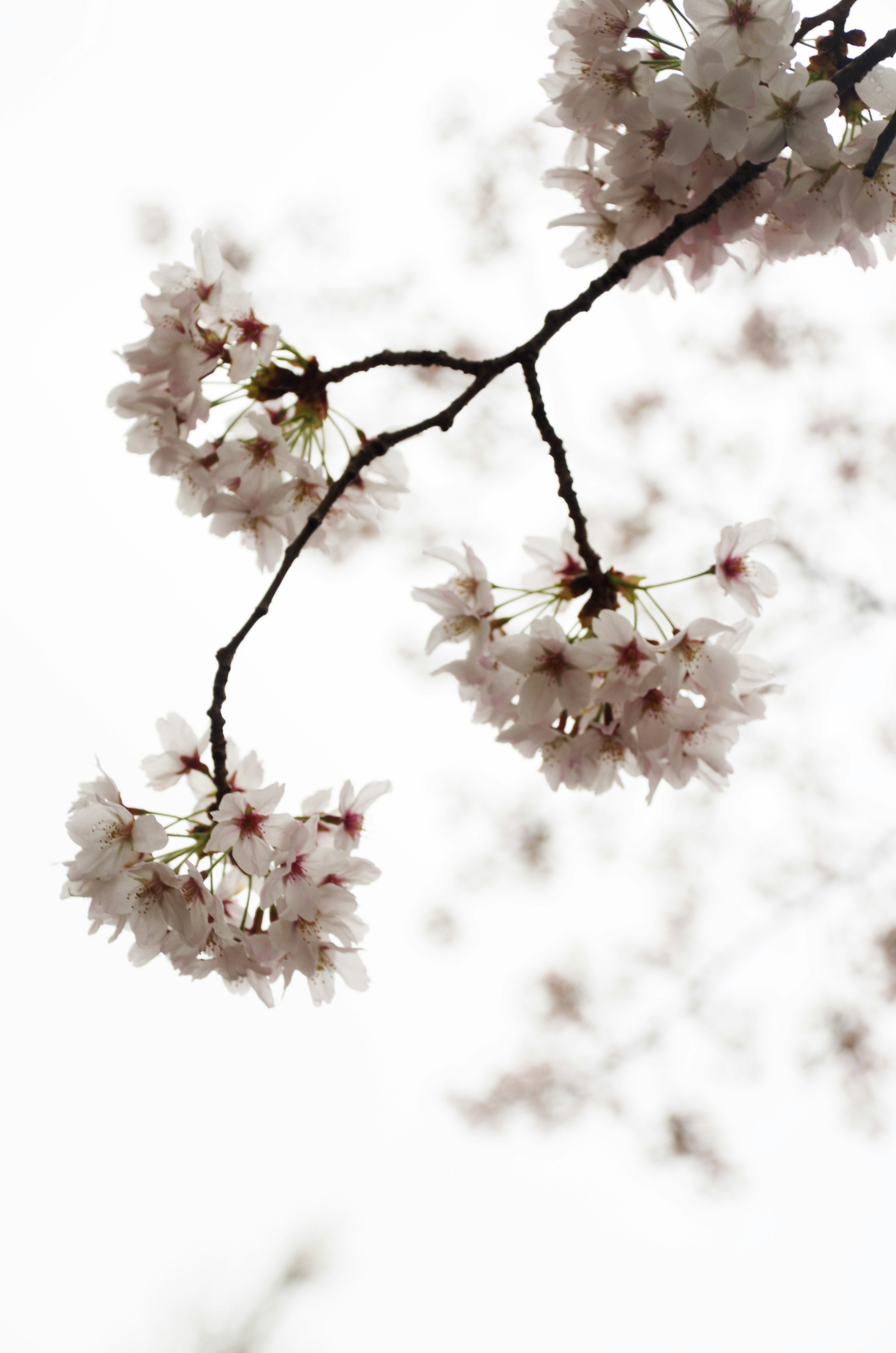 Close-up cabang bunga sakura dengan bunga merah muda