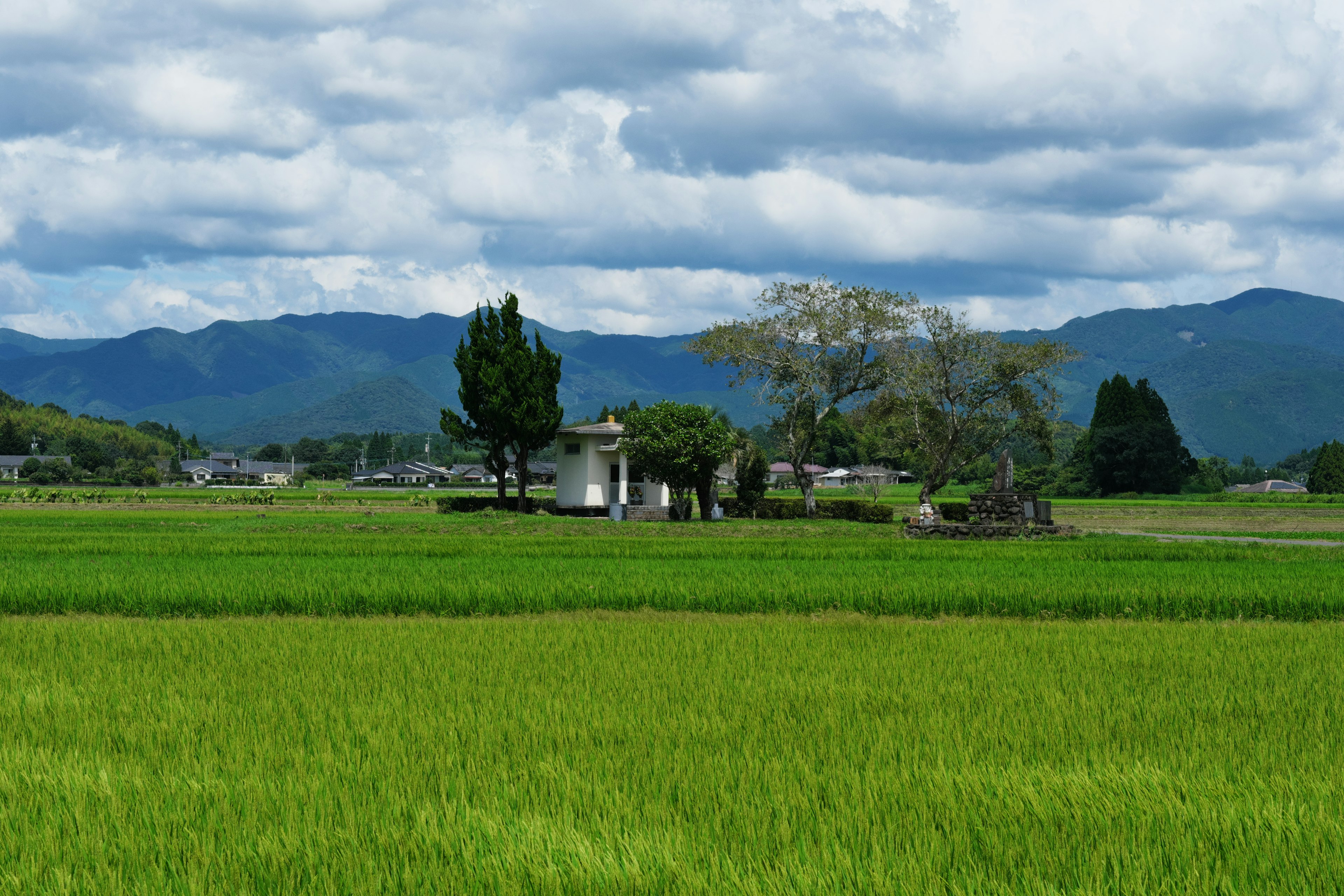 ทุ่งข้าวสีเขียวสดรอบๆ บ้านเล็กและต้นไม้