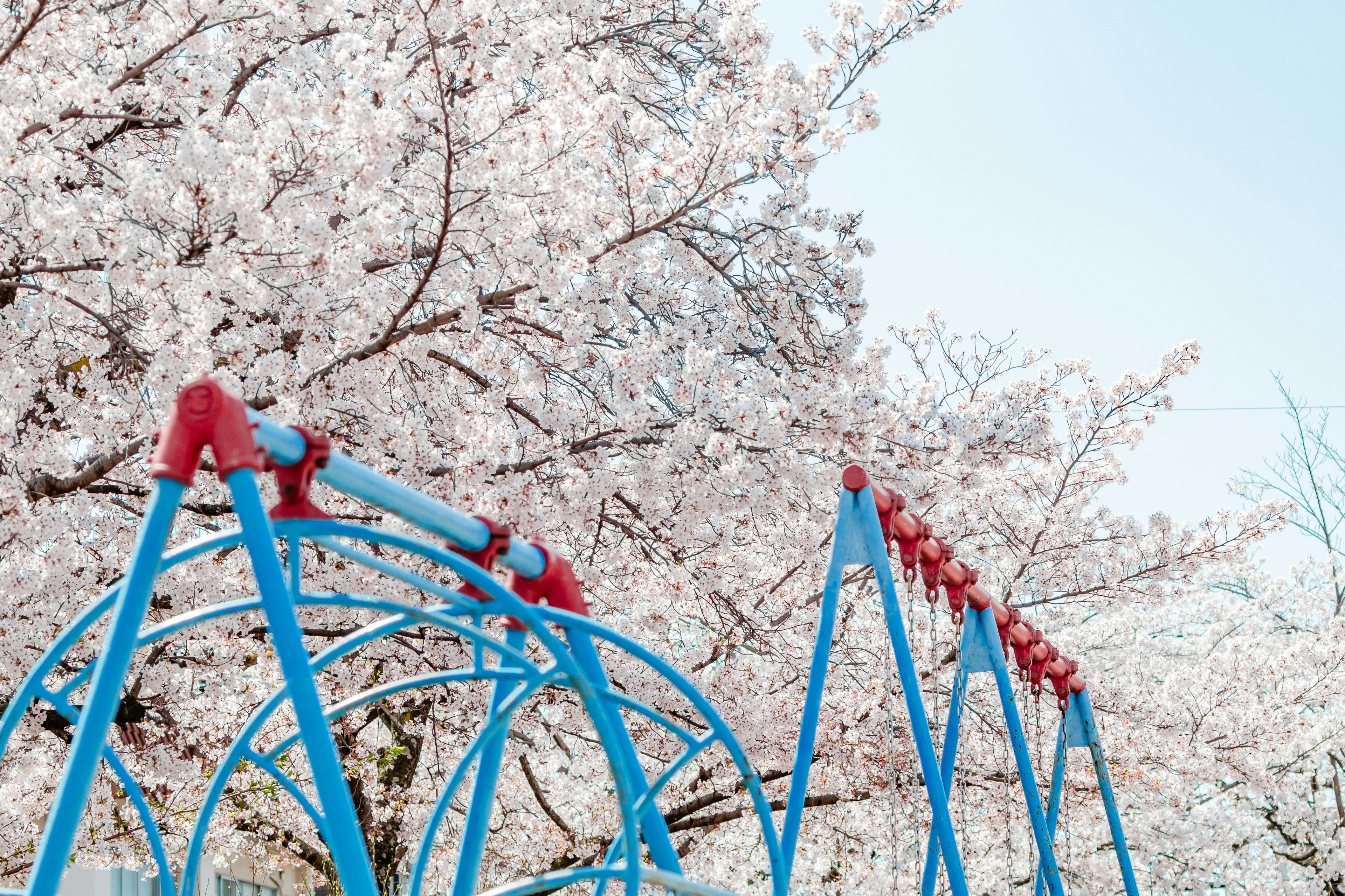 桜の木の花が咲いている遊具の青い構造