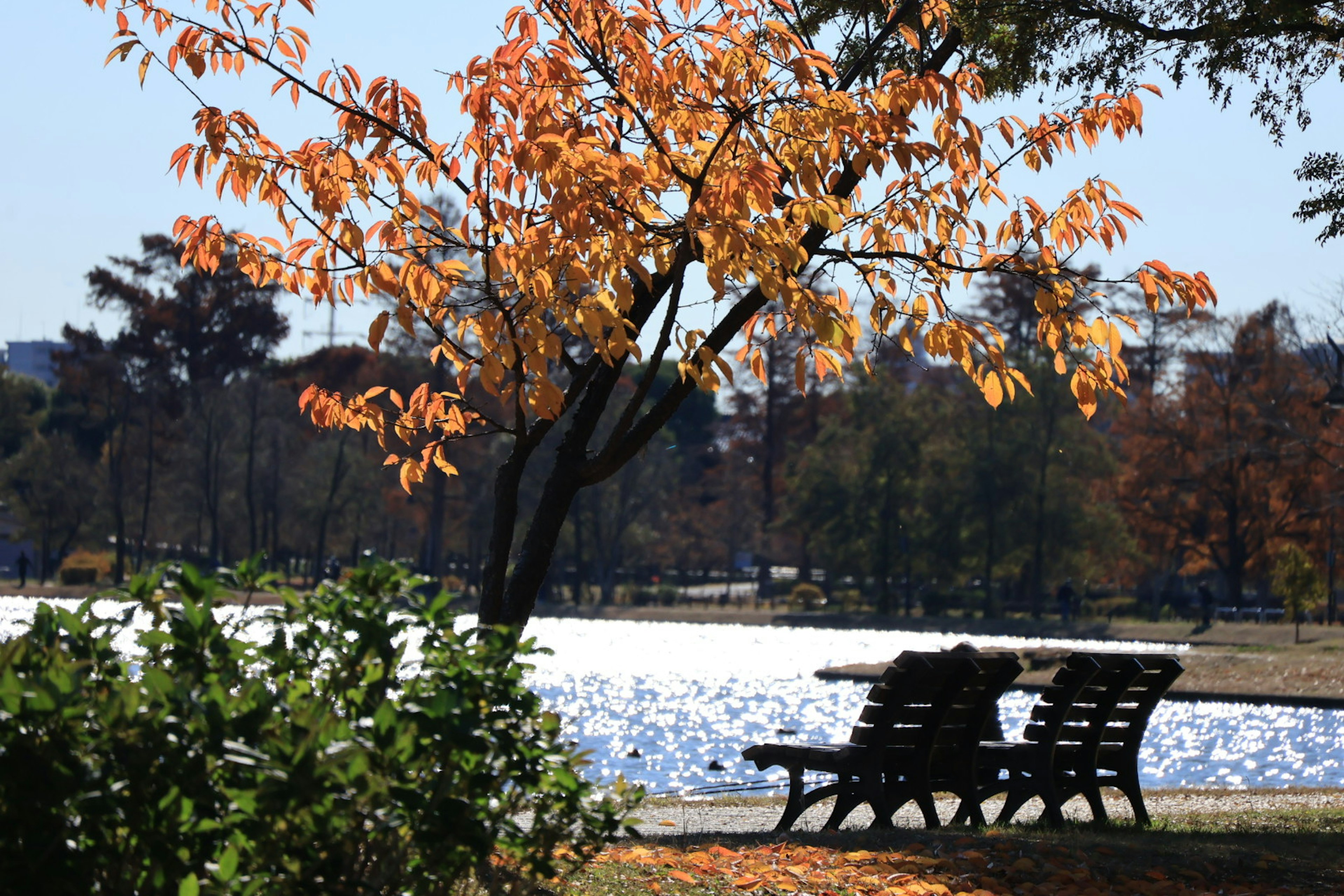 Escena de otoño con un banco y un árbol junto al lago