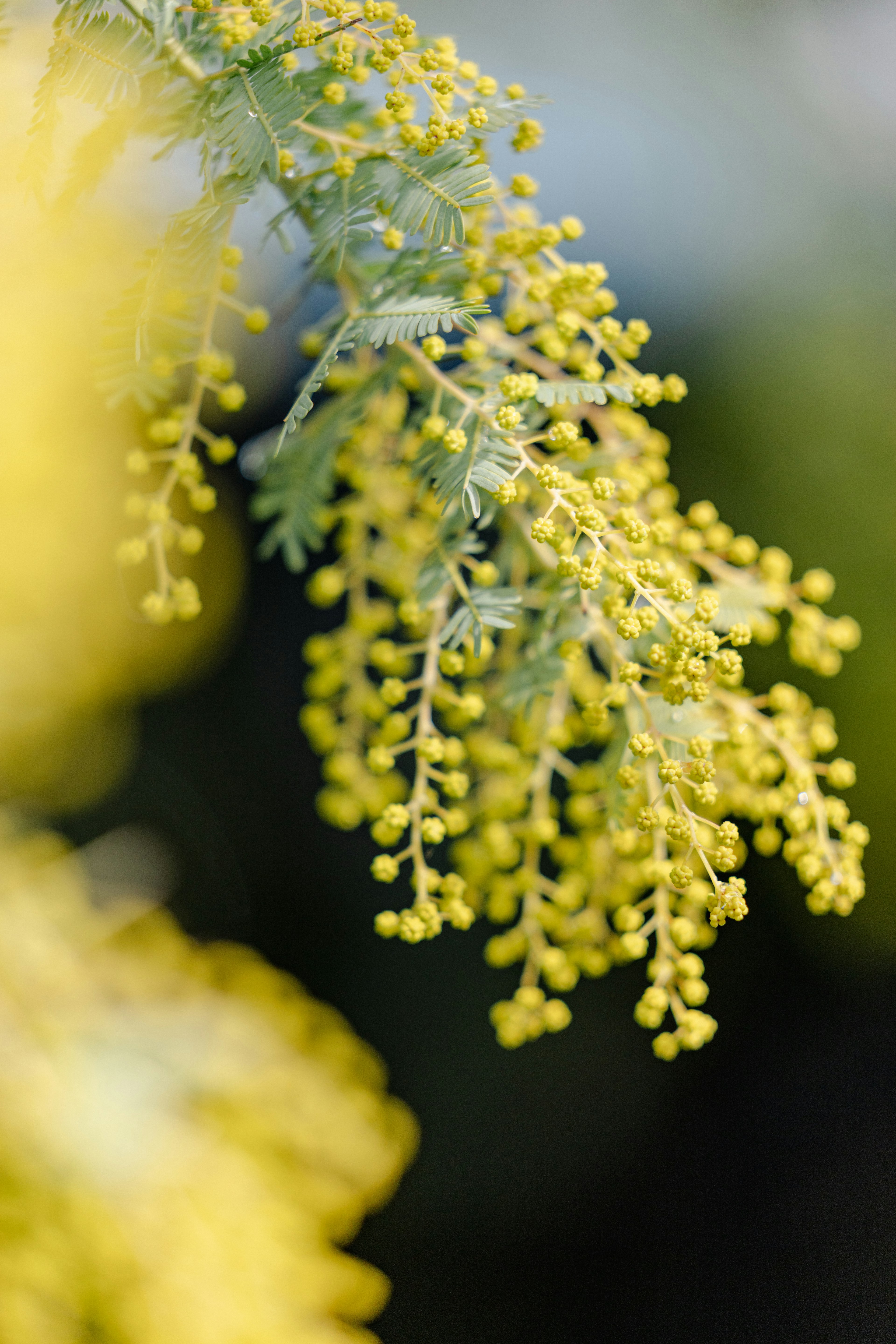 黄色い花が咲く植物の枝