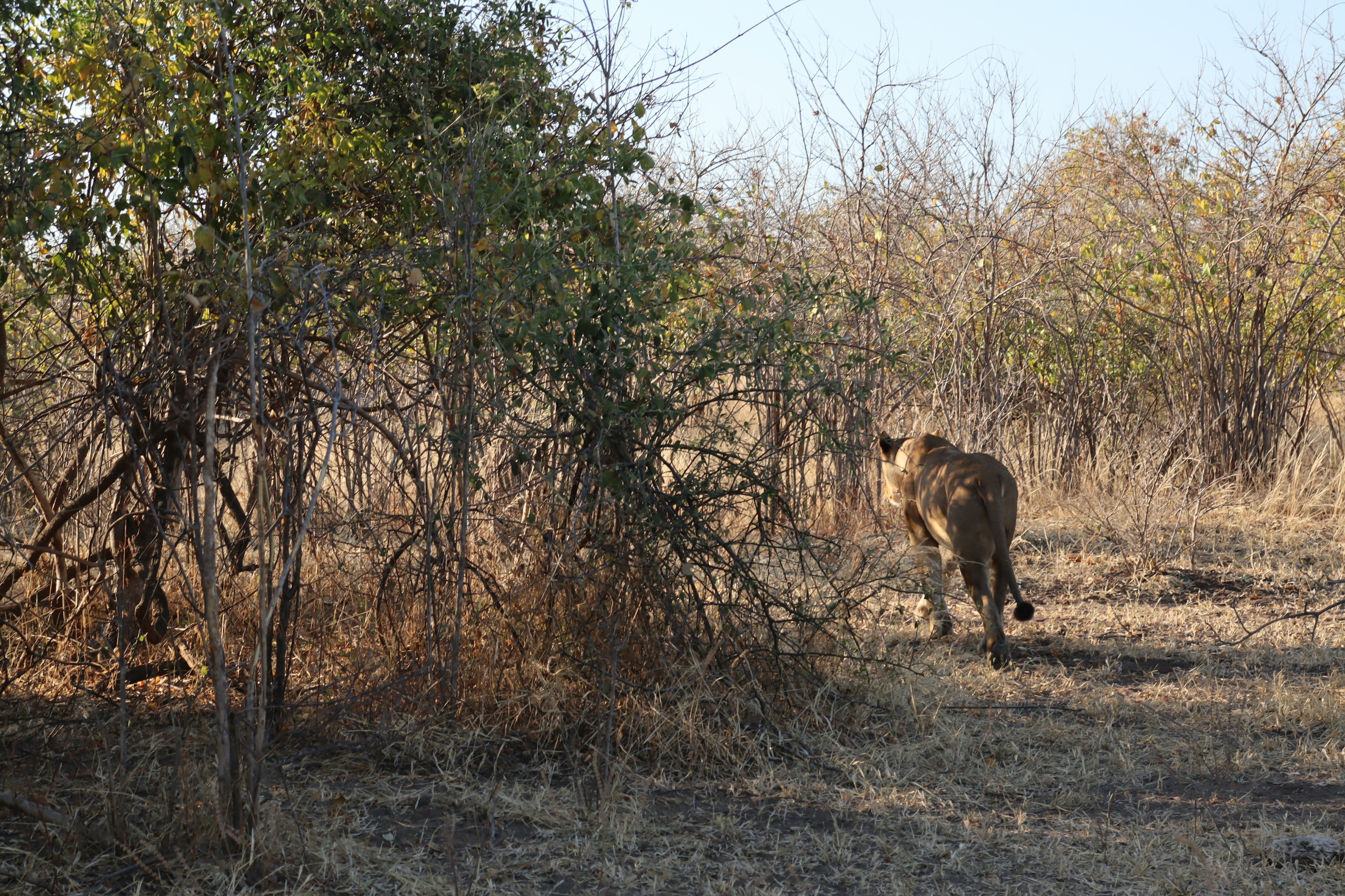 A lion moving through grassland with surrounding bushes