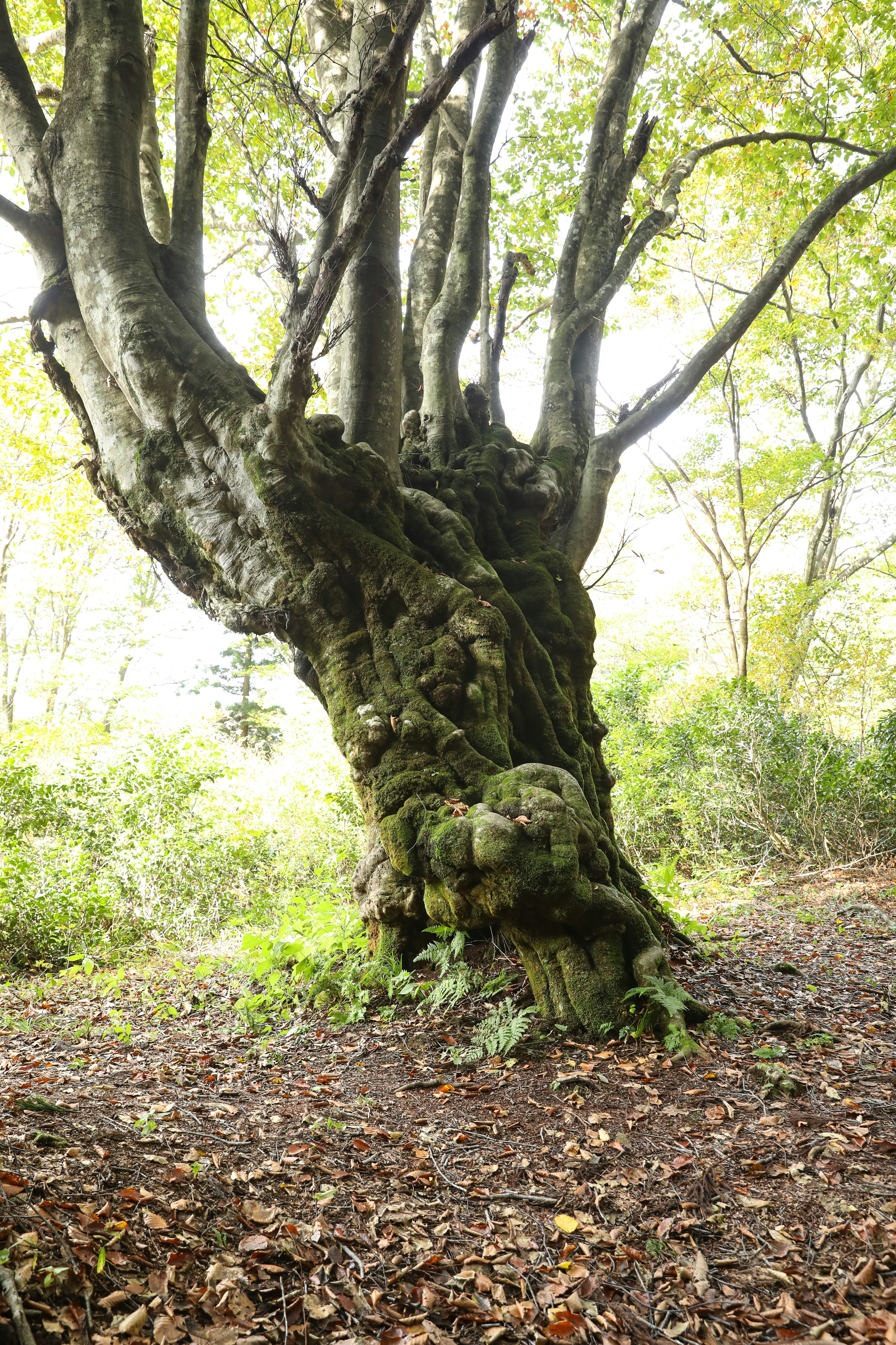 Foto de un árbol antiguo con un tronco grueso y ramas extendidas