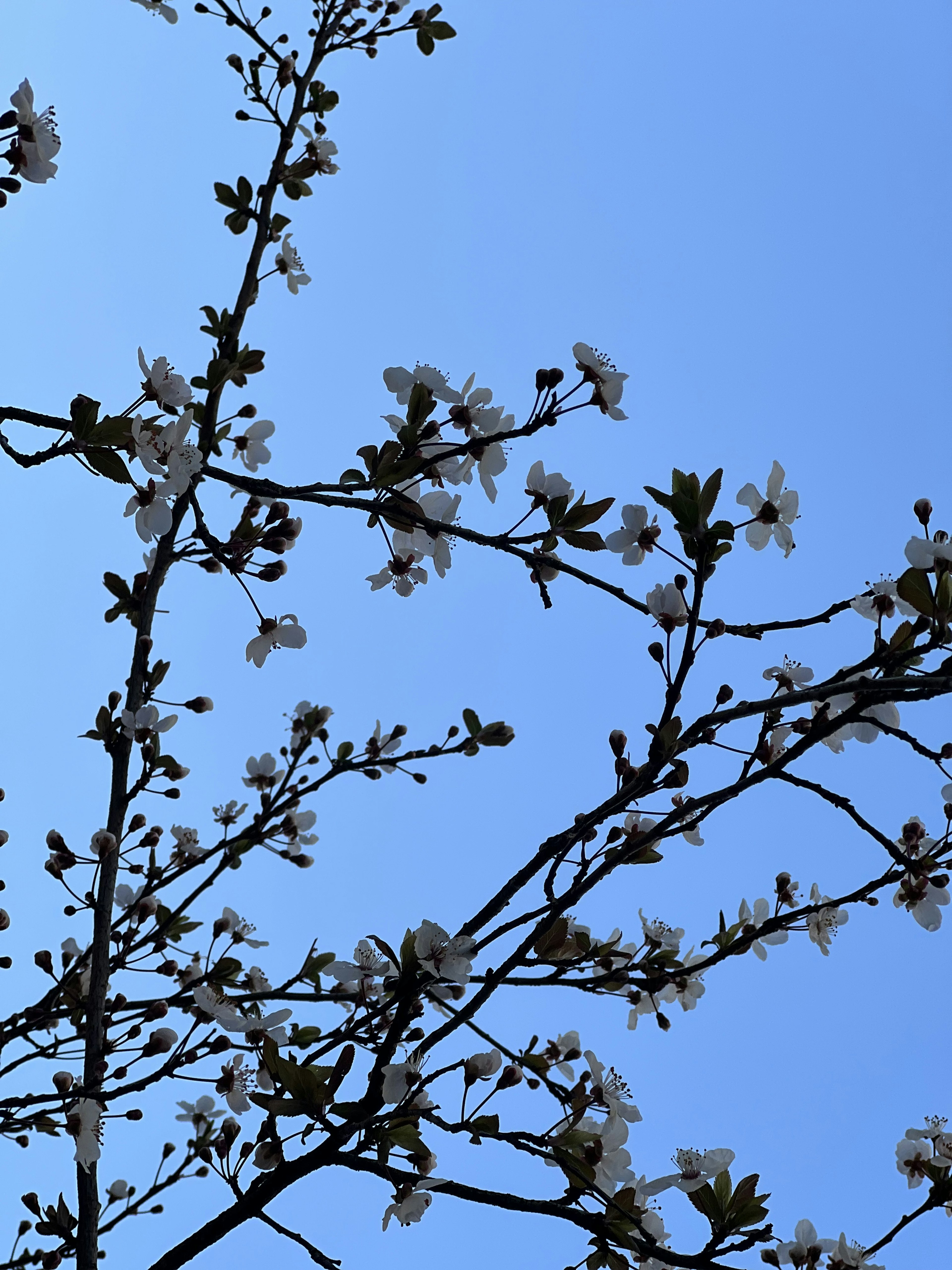 Silhouette of white flowers and branches against a blue sky