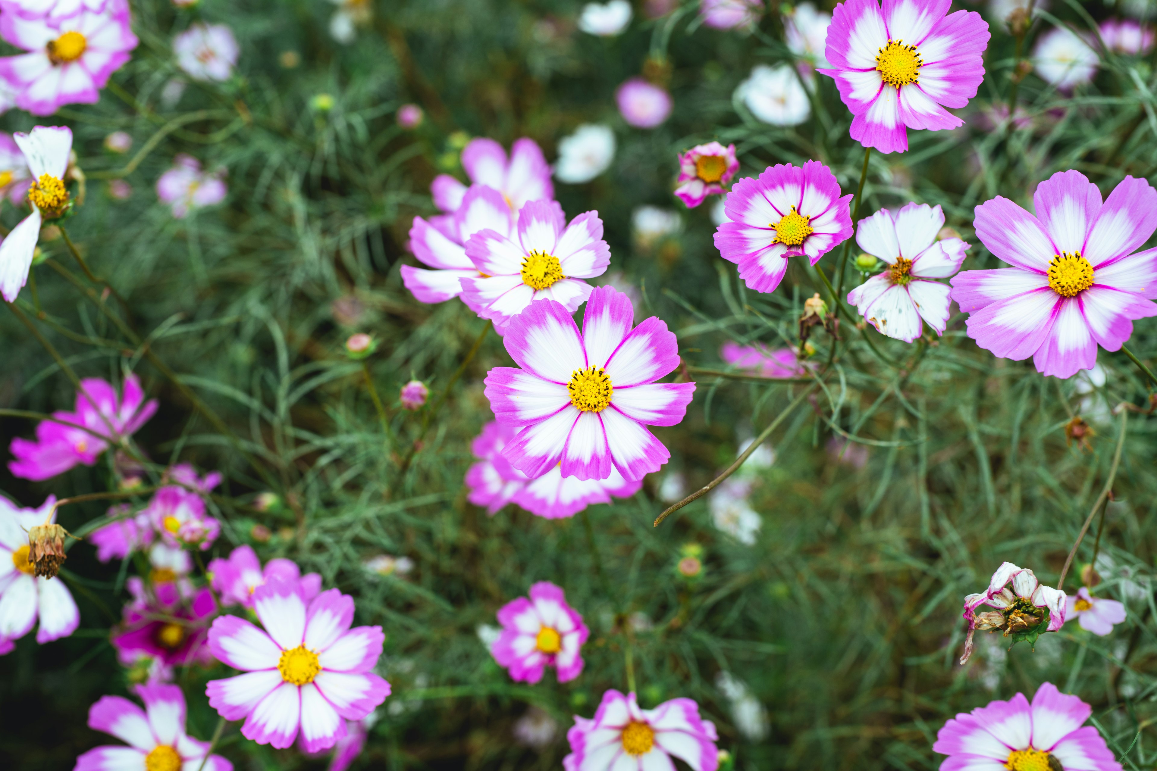 ピンクと白のコスモスの花が咲く美しい風景