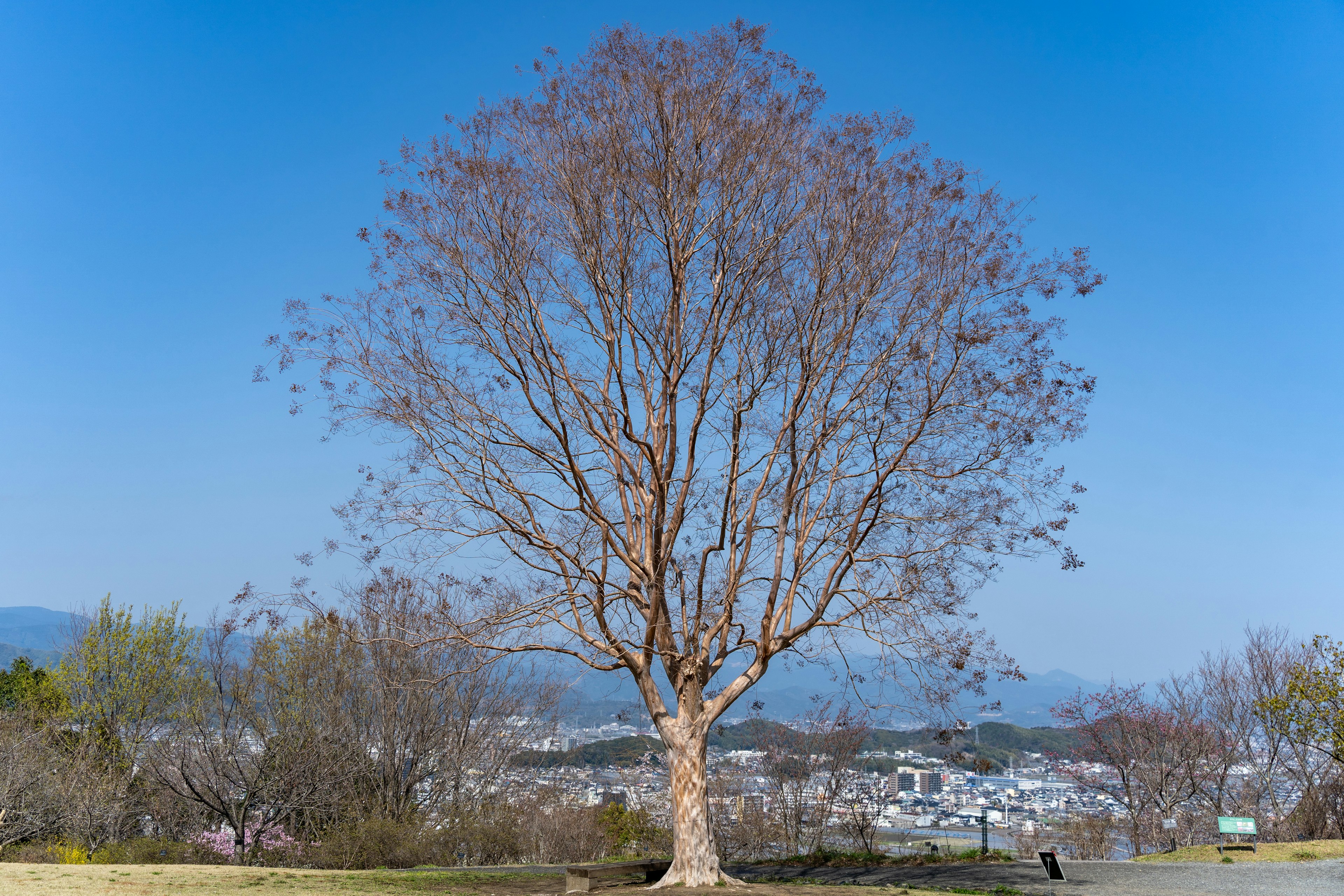 冬の青空の下に立つ枯れた木と遠くの町の景色