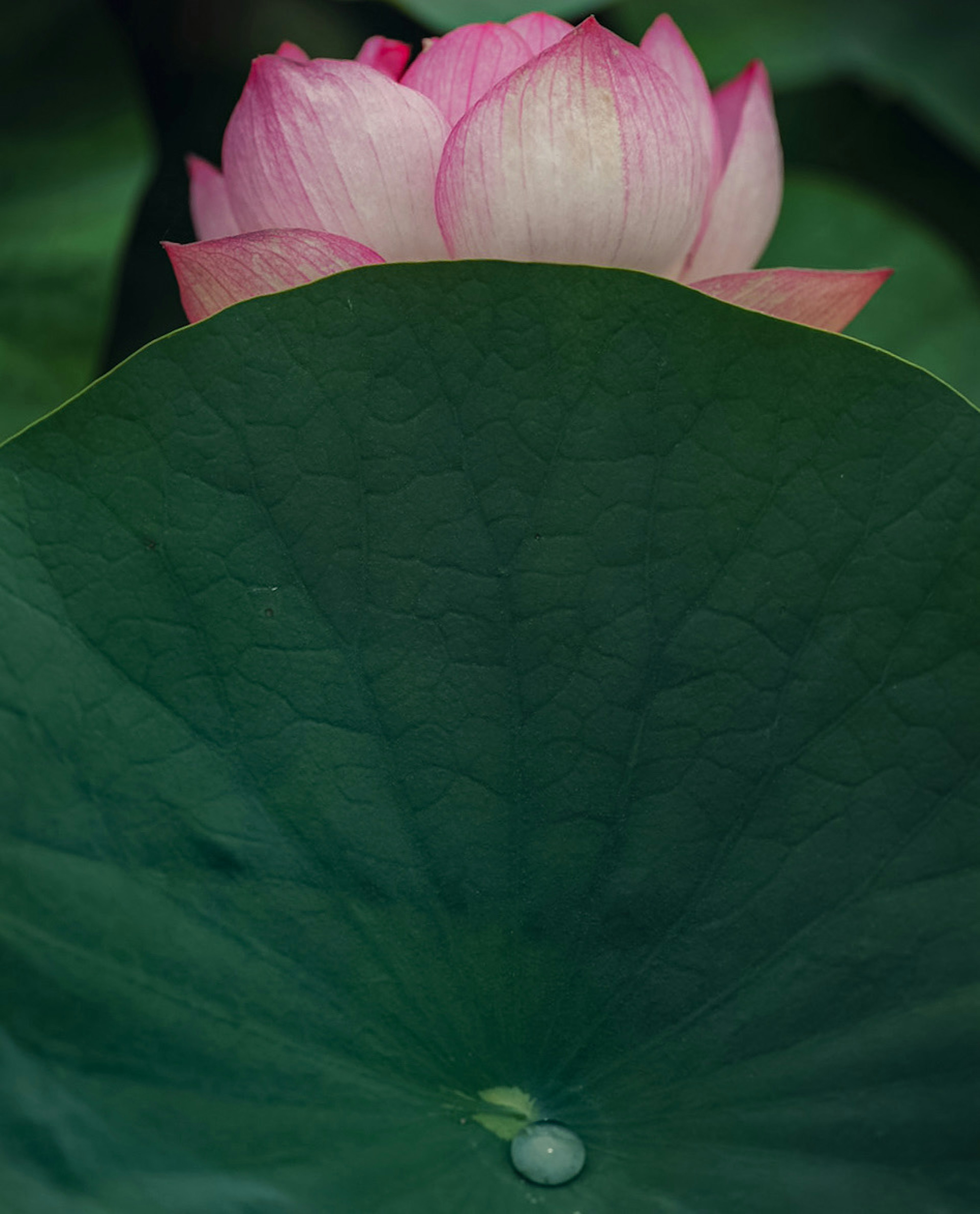 Fiore di loto rosa parzialmente nascosto da grandi foglie verdi