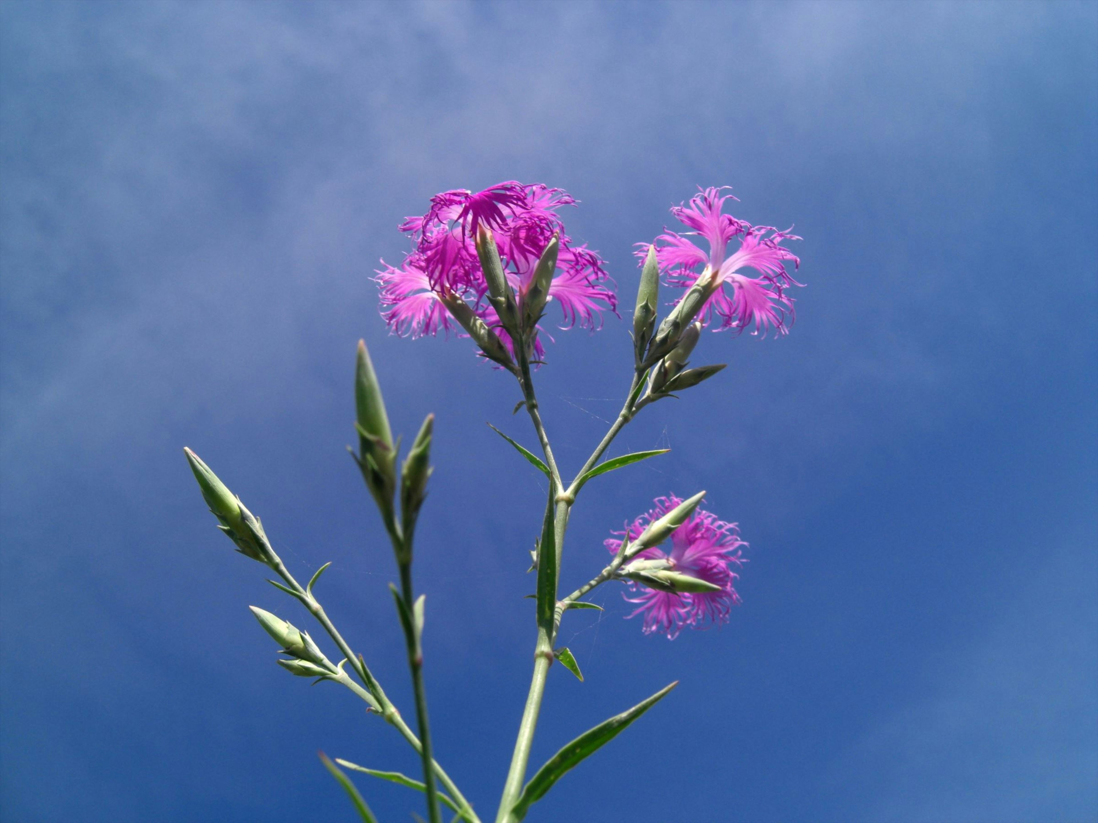 Nahaufnahme von rosa Blumen vor blauem Himmel