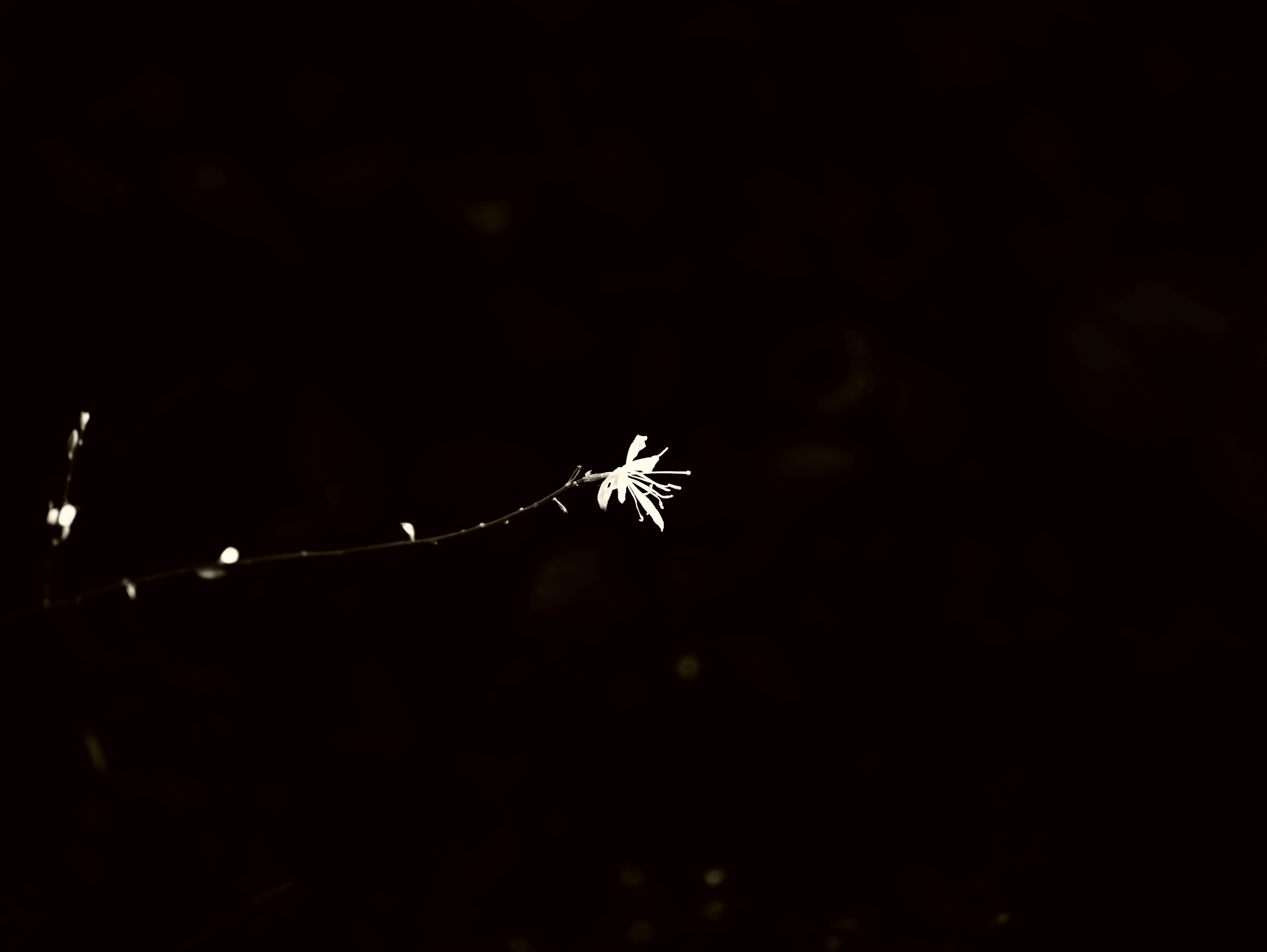 Beautiful contrast of a white leaf and thin stem against a dark background