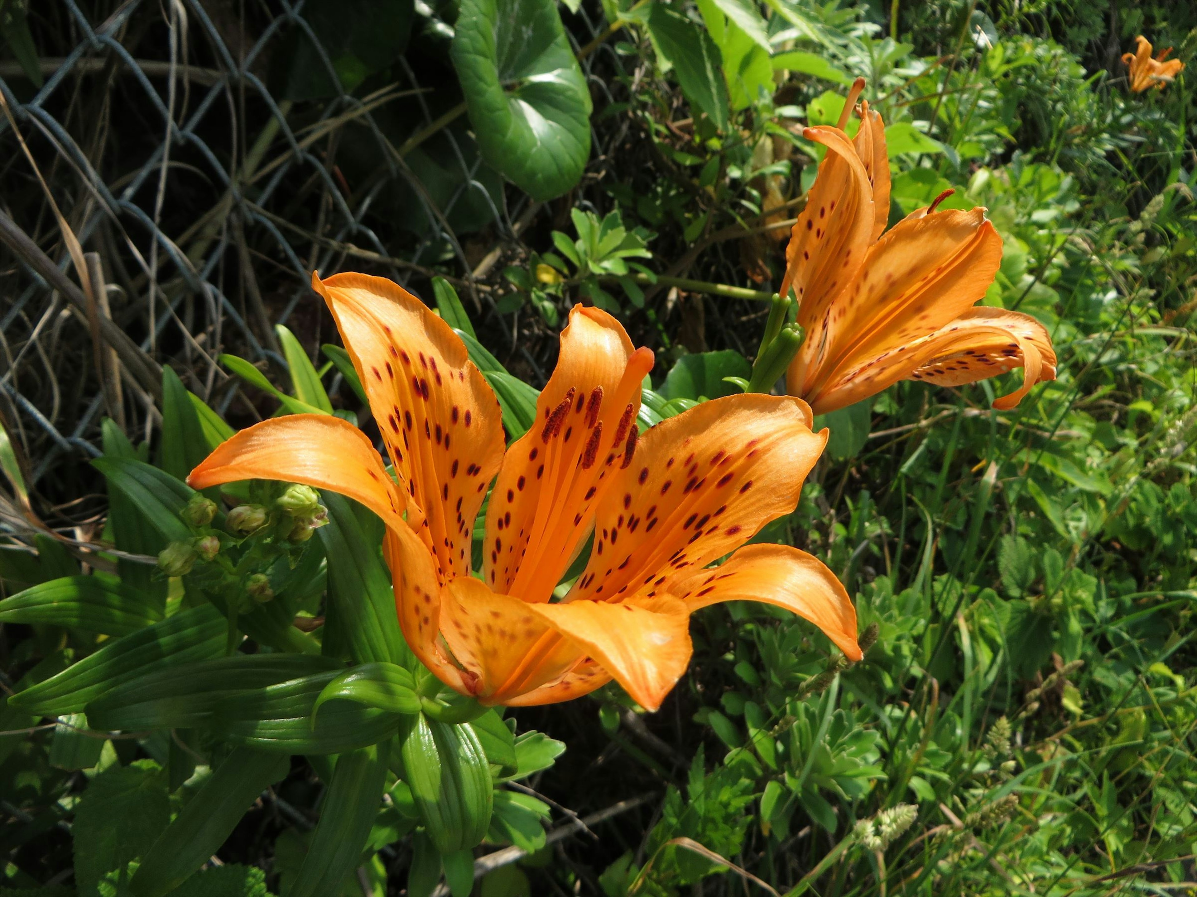 鮮やかなオレンジ色のユリの花が咲いている緑豊かな背景