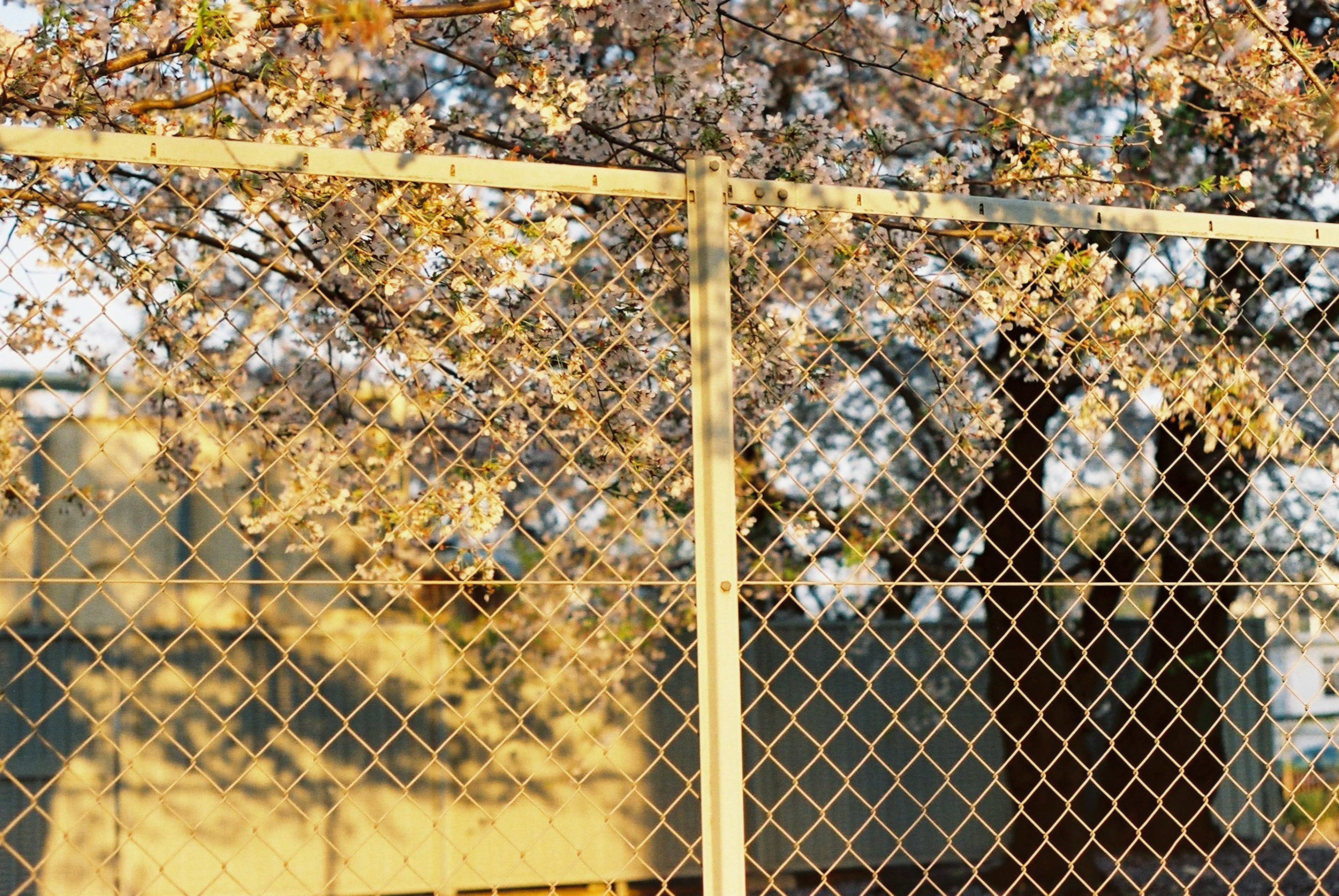 Lumière dorée sur une clôture avec des ombres d'arbre en fleurs