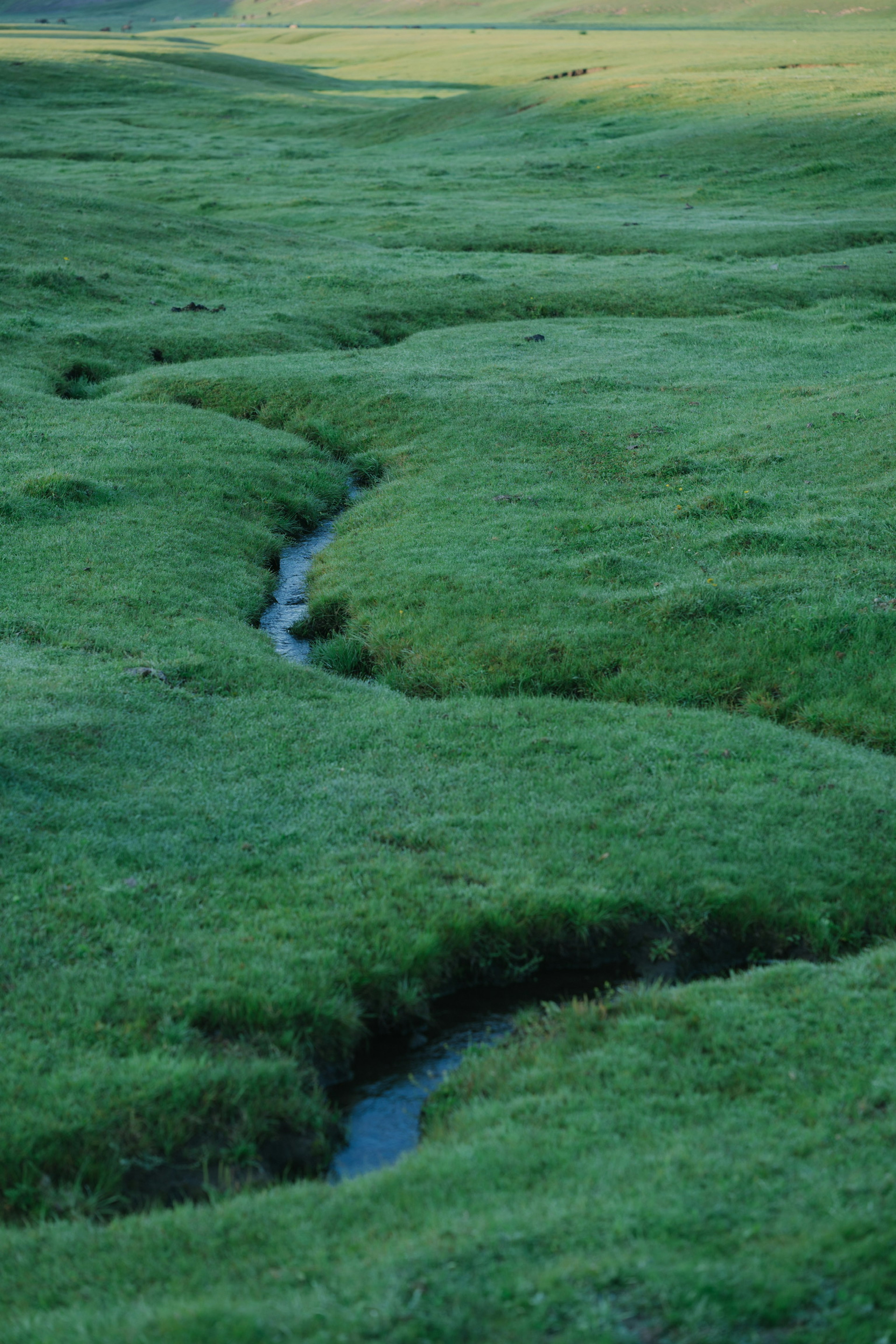 A winding stream through lush green grass