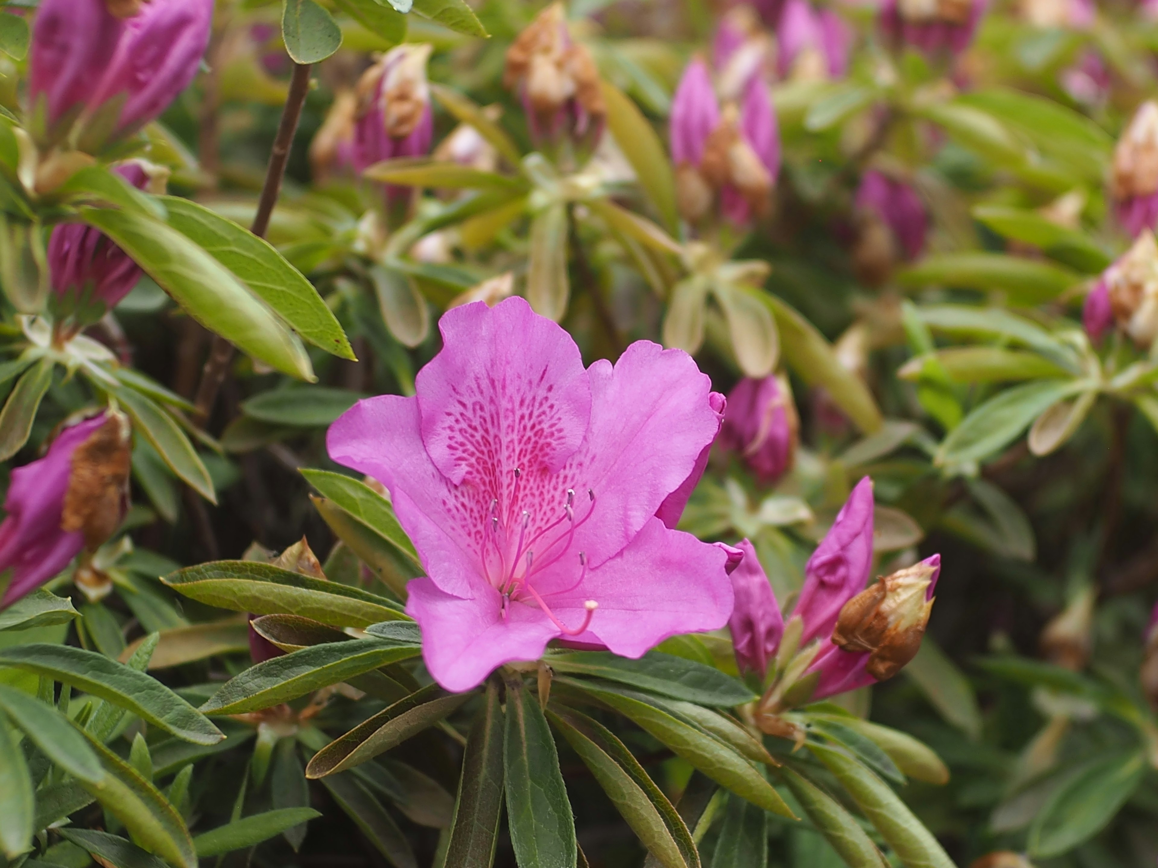 Un fiore rosa vivace circondato da foglie verdi