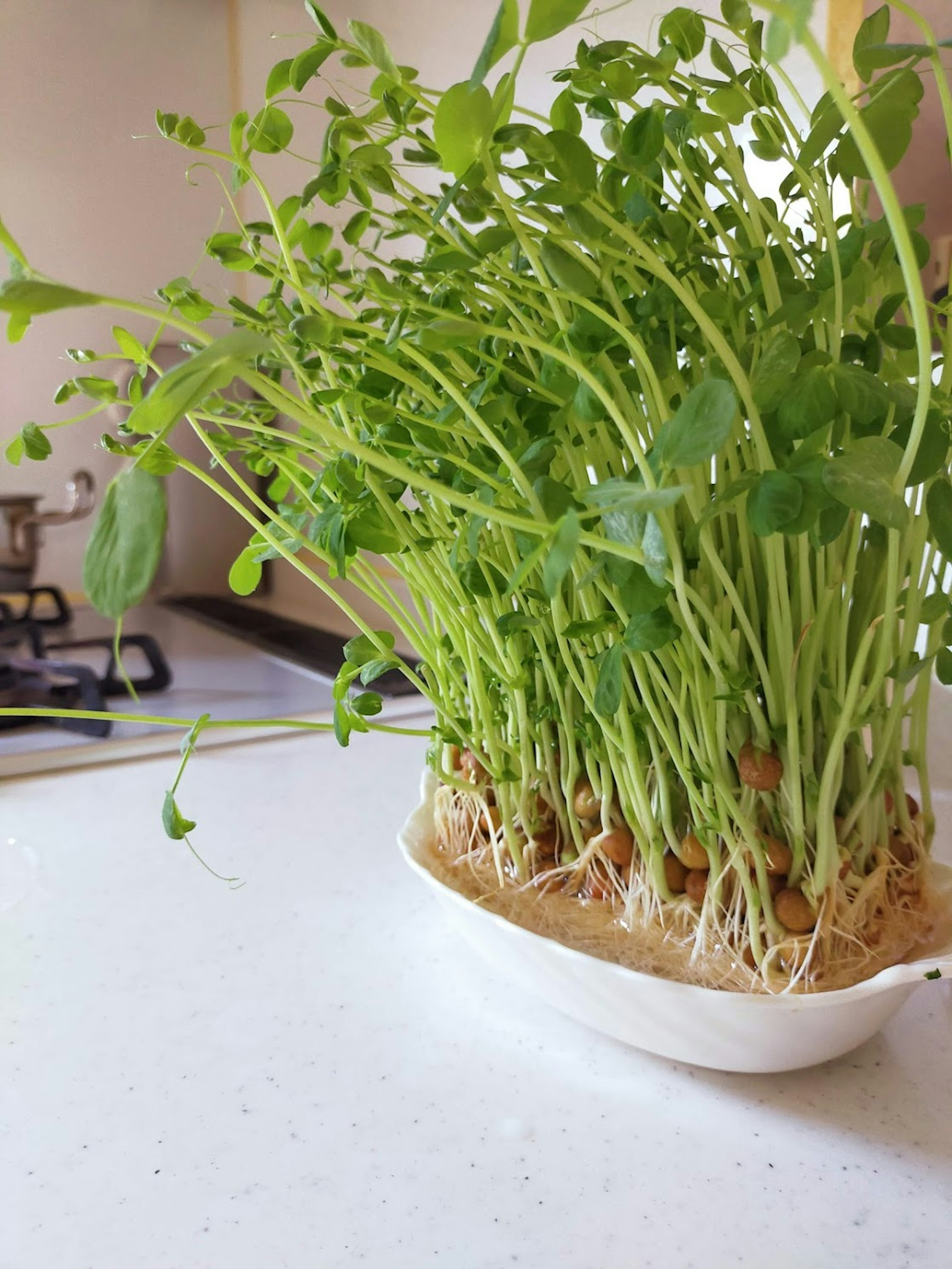 Frische Brunnenkresse-Setzlinge wachsen auf einer Küchenarbeitsplatte