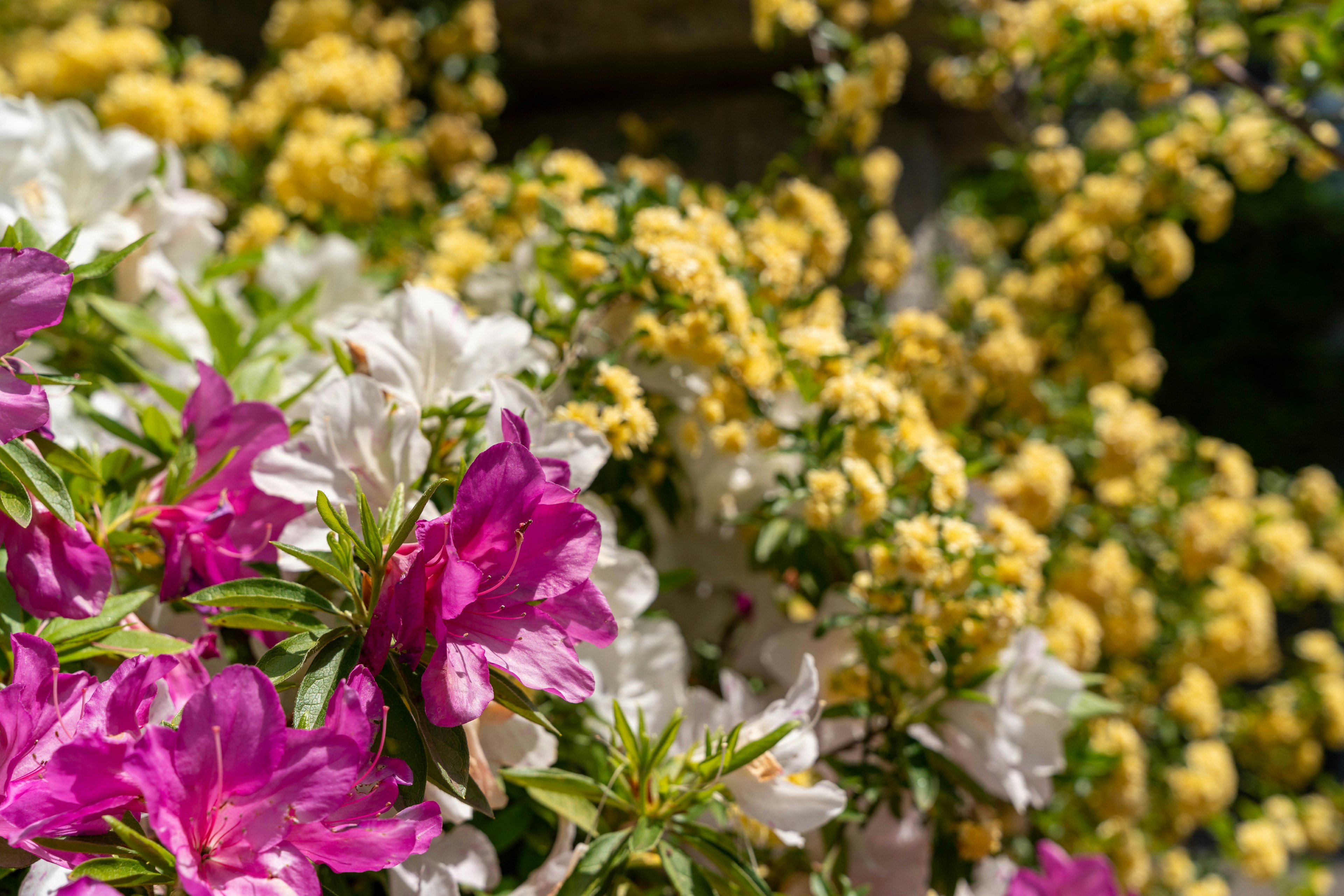 Vibrant garden scene with blooming pink and white azaleas alongside clusters of yellow flowers