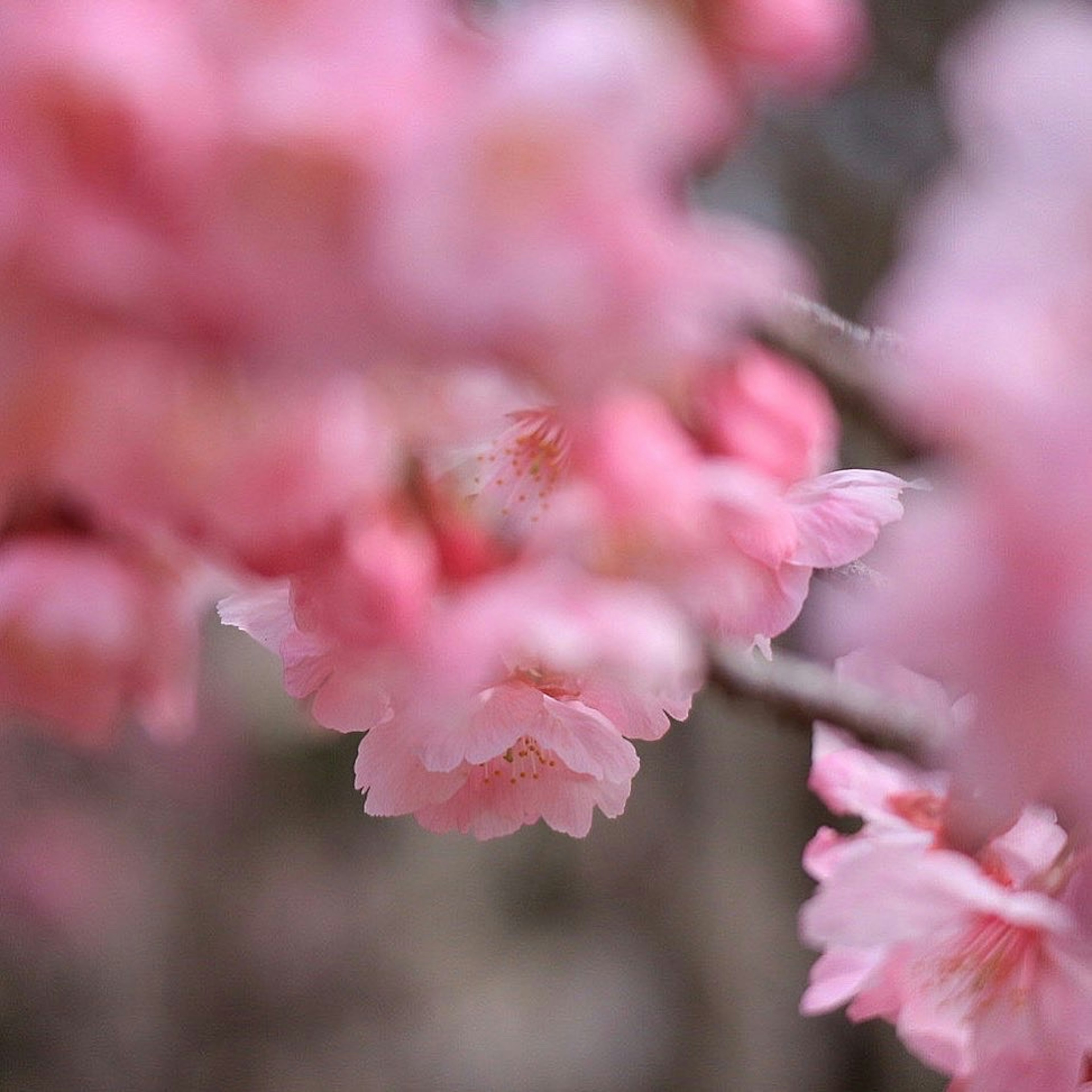 Bunga sakura merah muda yang memburam dengan kelopak lembut