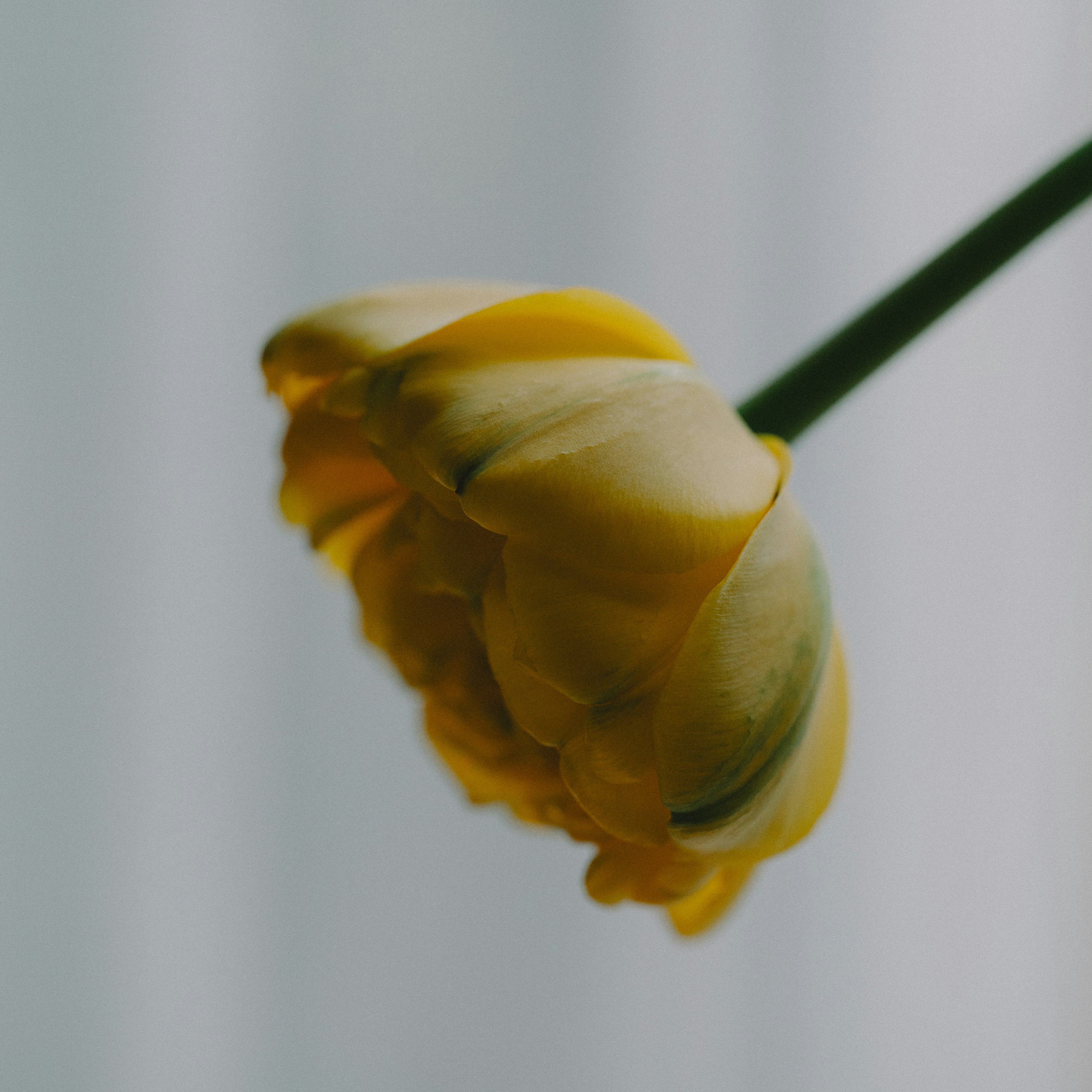 Close-up side view of a yellow tulip flower