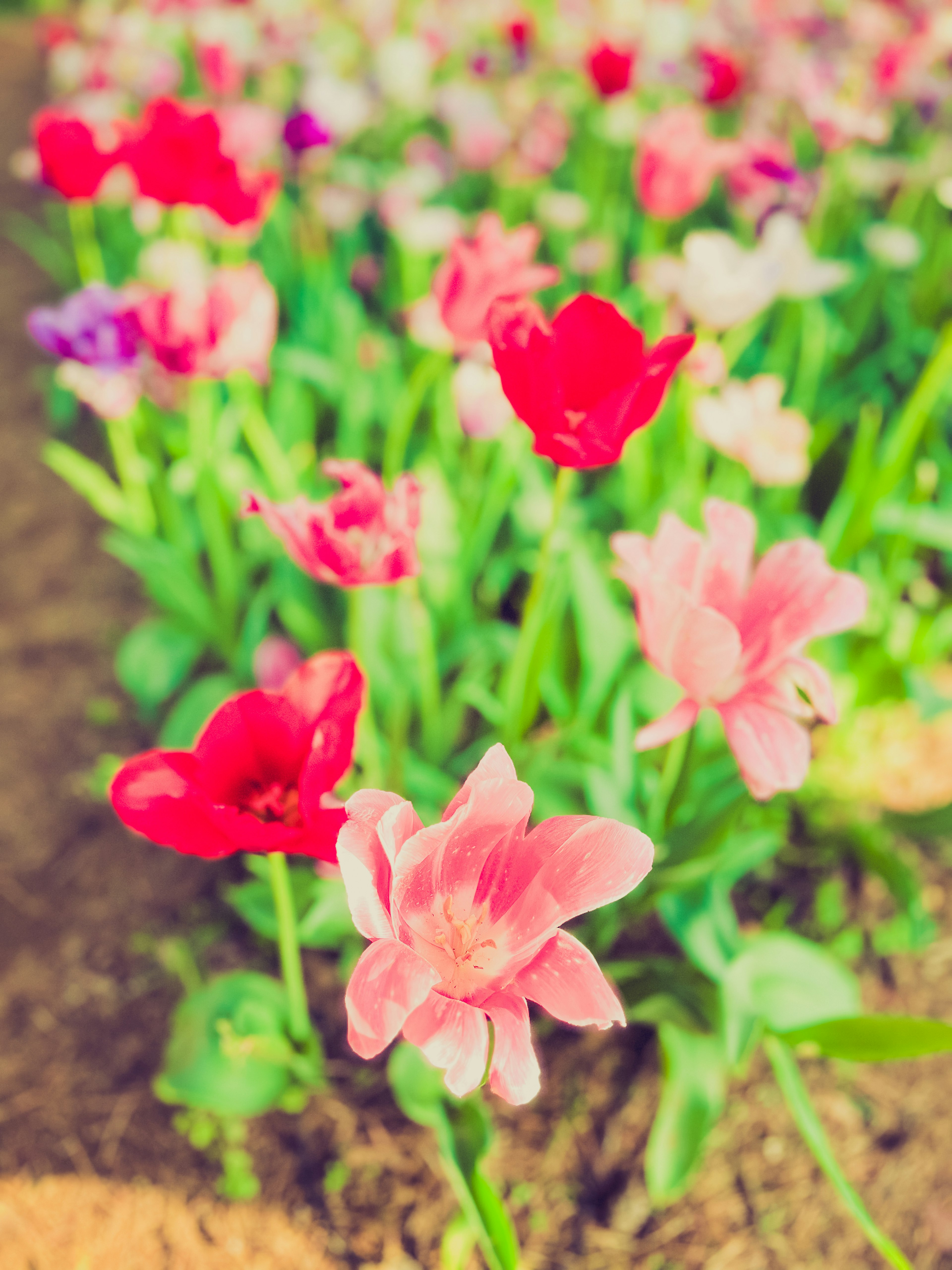 Bunte Tulpen blühen in einem Blumenbeet