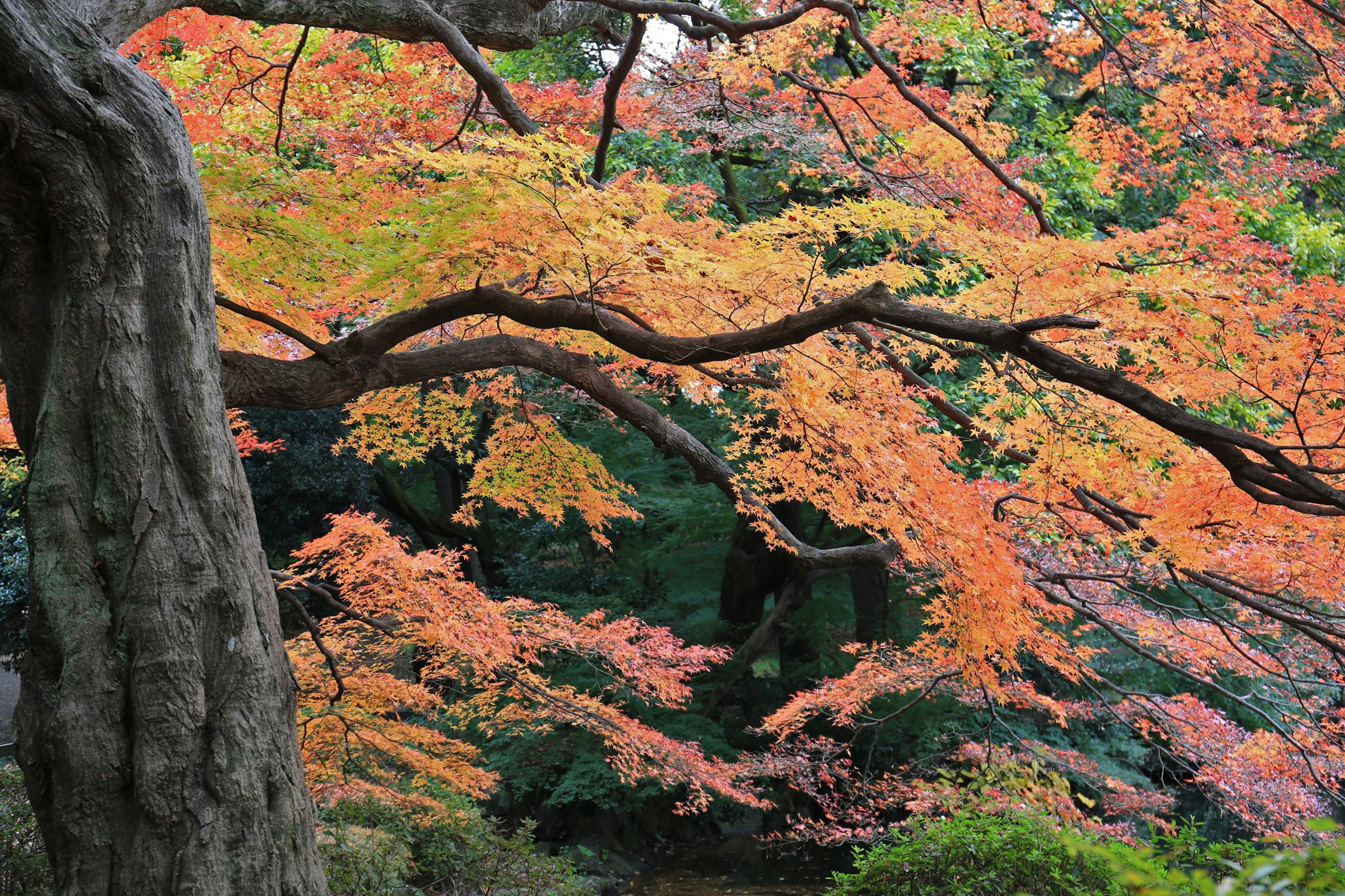 Vista escénica de follaje de otoño con hojas naranjas y rojas vibrantes