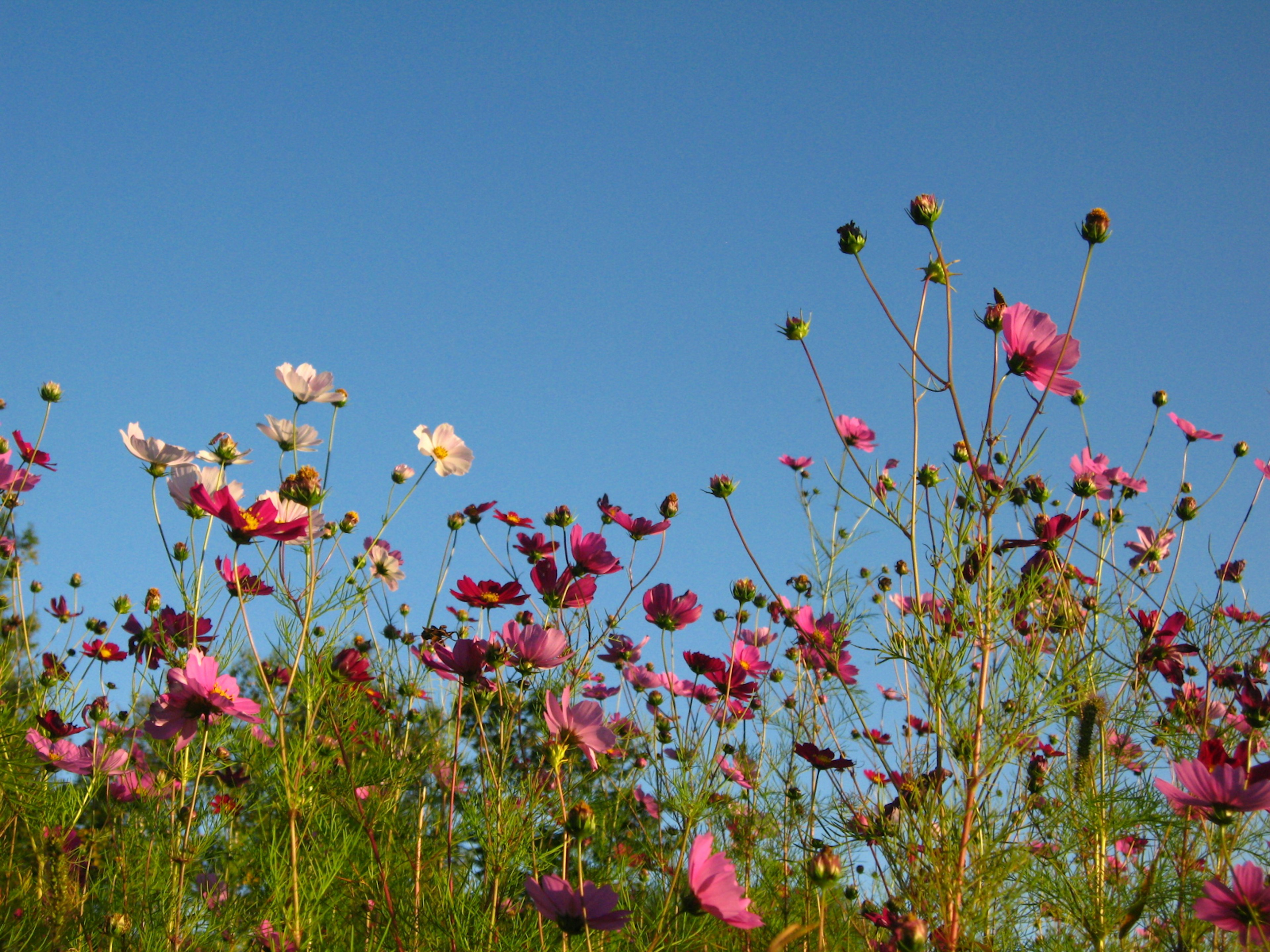 Fiori di cosmos colorati che fioriscono sotto un cielo blu chiaro