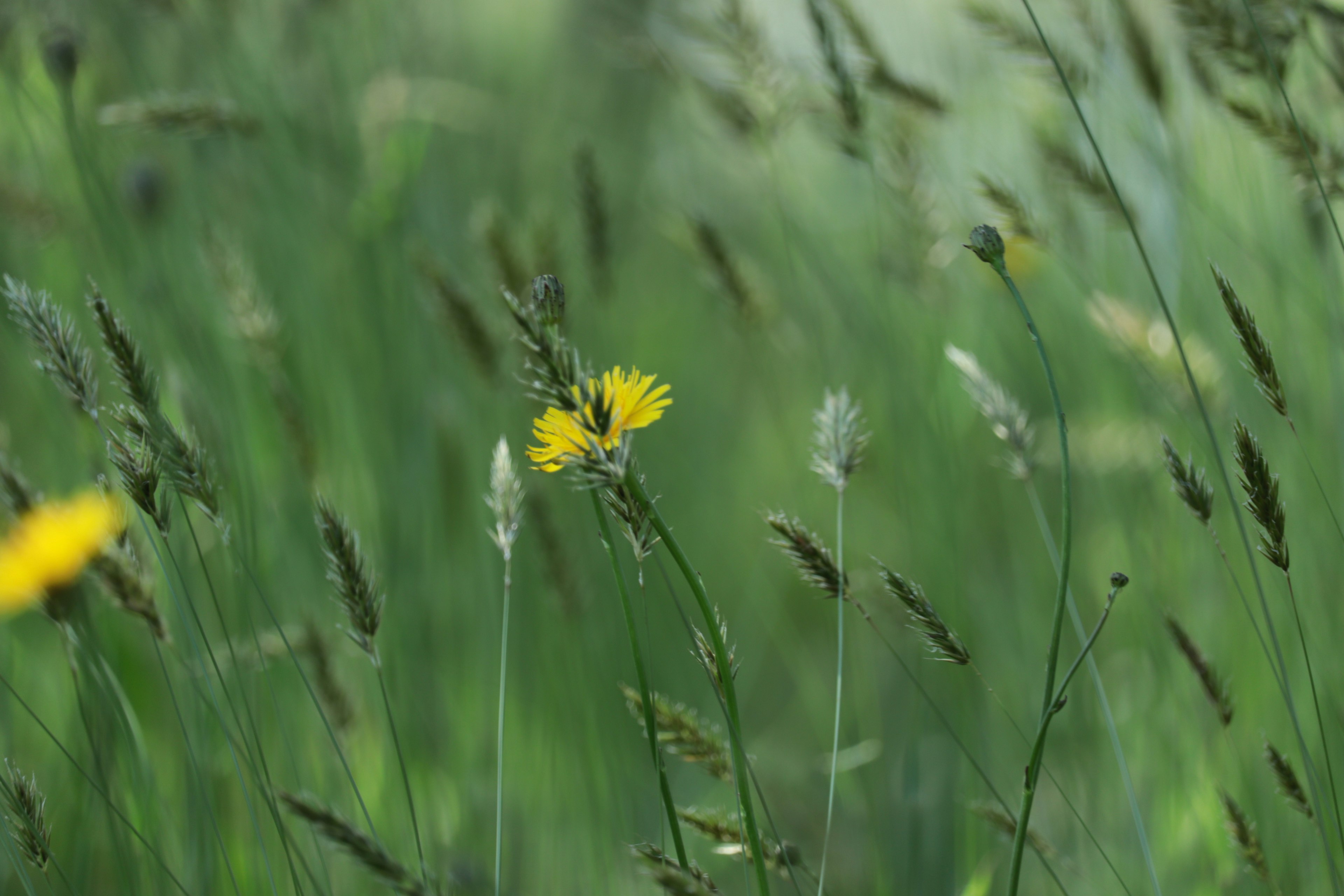 Une fleur jaune vibrante au milieu d'herbe verte et de têtes de graines ondulantes