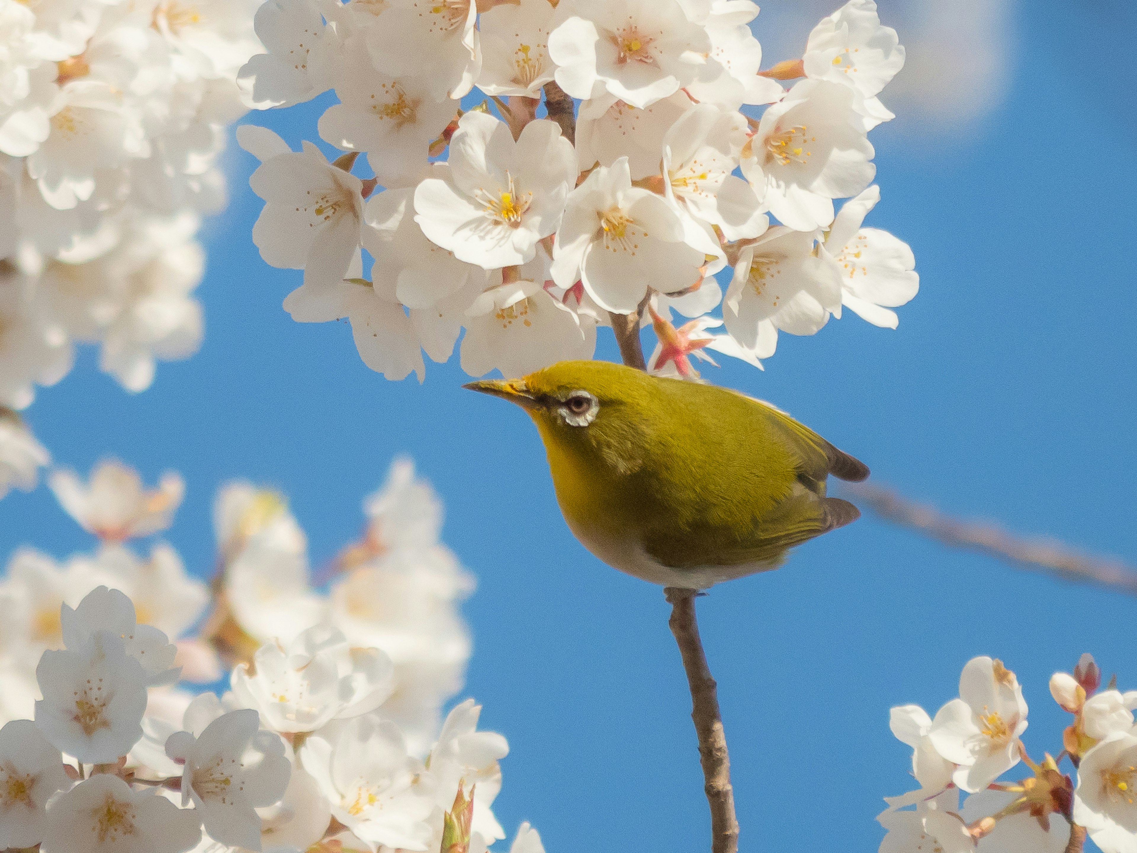 A small green bird perched among cherry blossoms