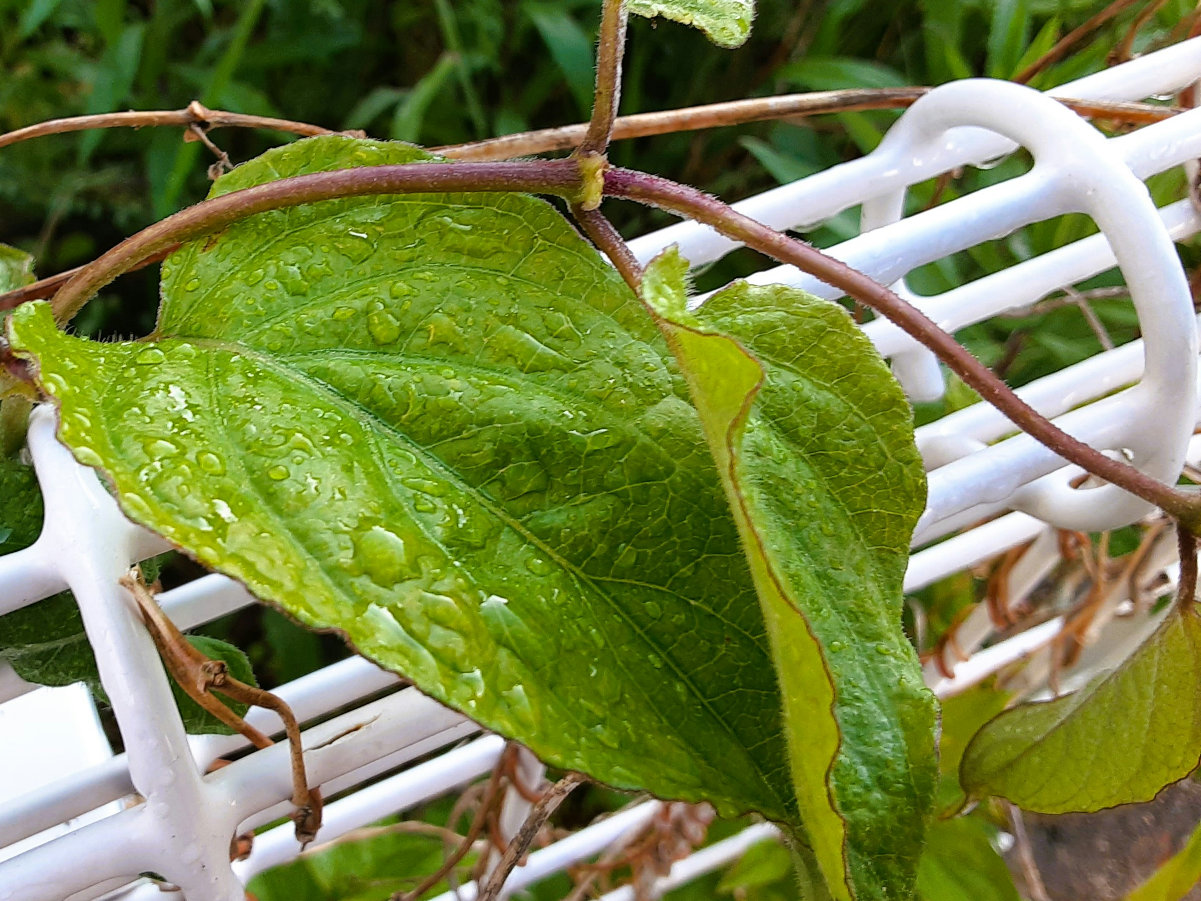 Close-up daun hijau dengan tetesan air