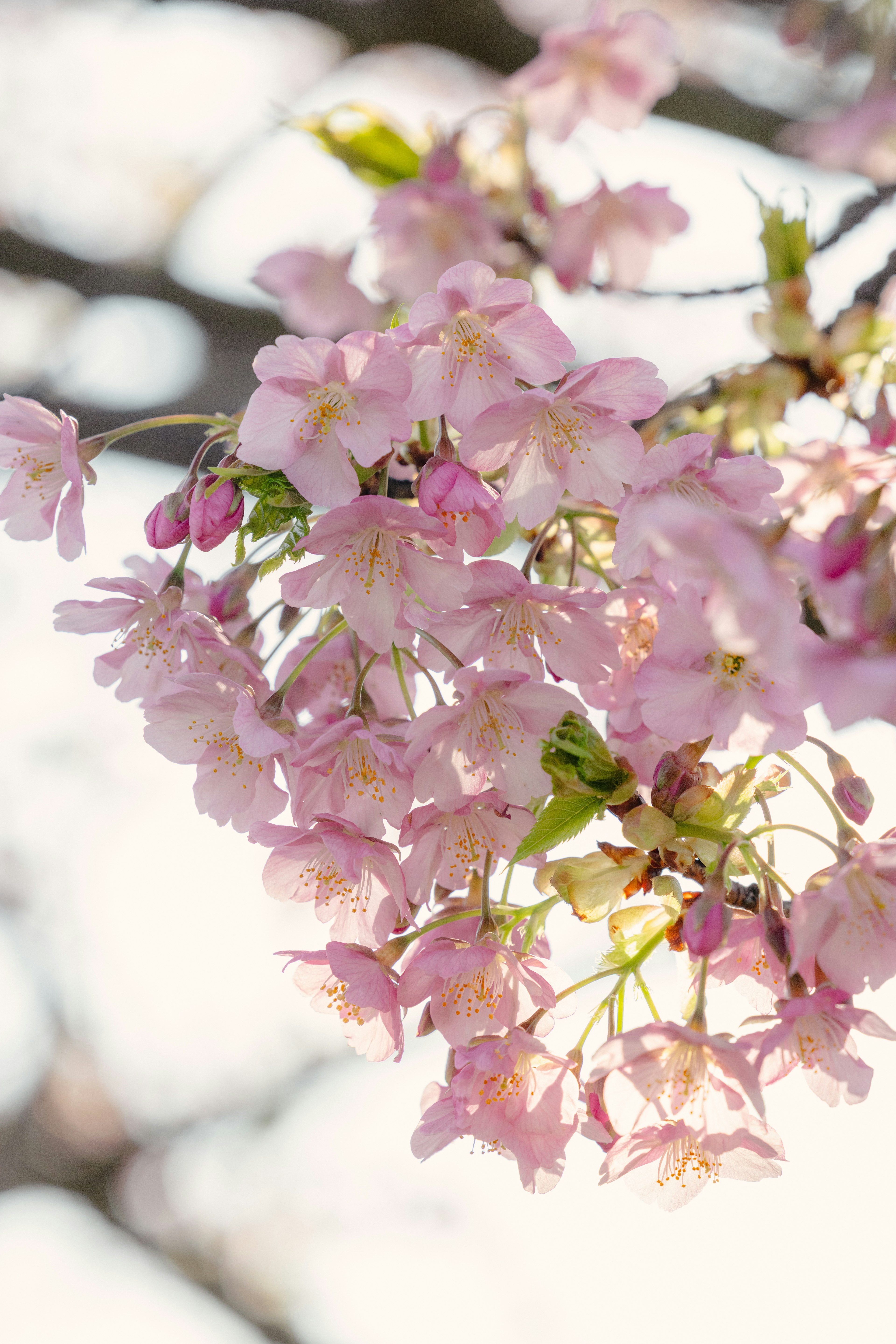 Primo piano di rami di ciliegio fiori rosa morbidi e gemme nuove visibili