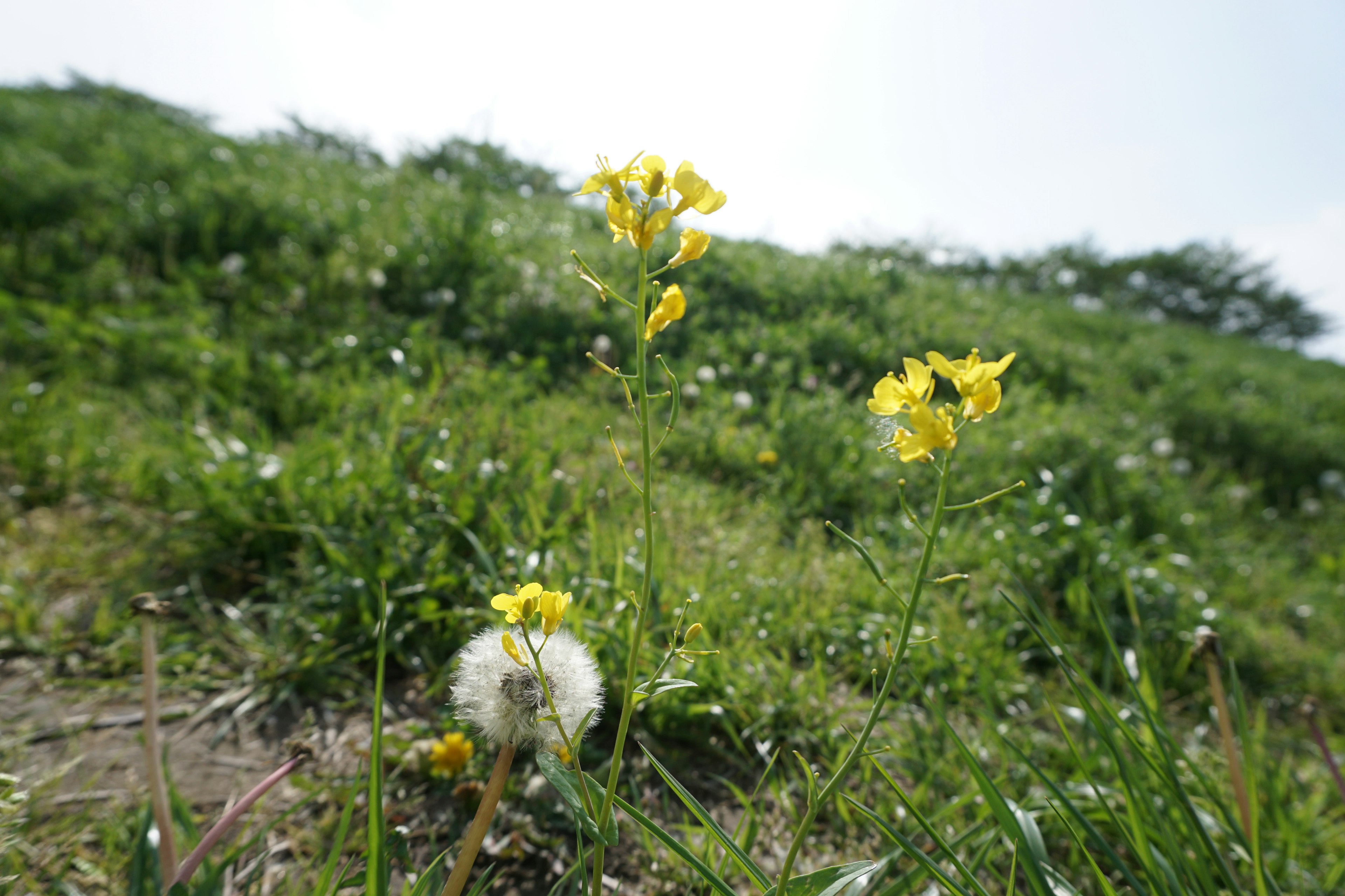 A green meadow with yellow flowers and a dandelion in bloom