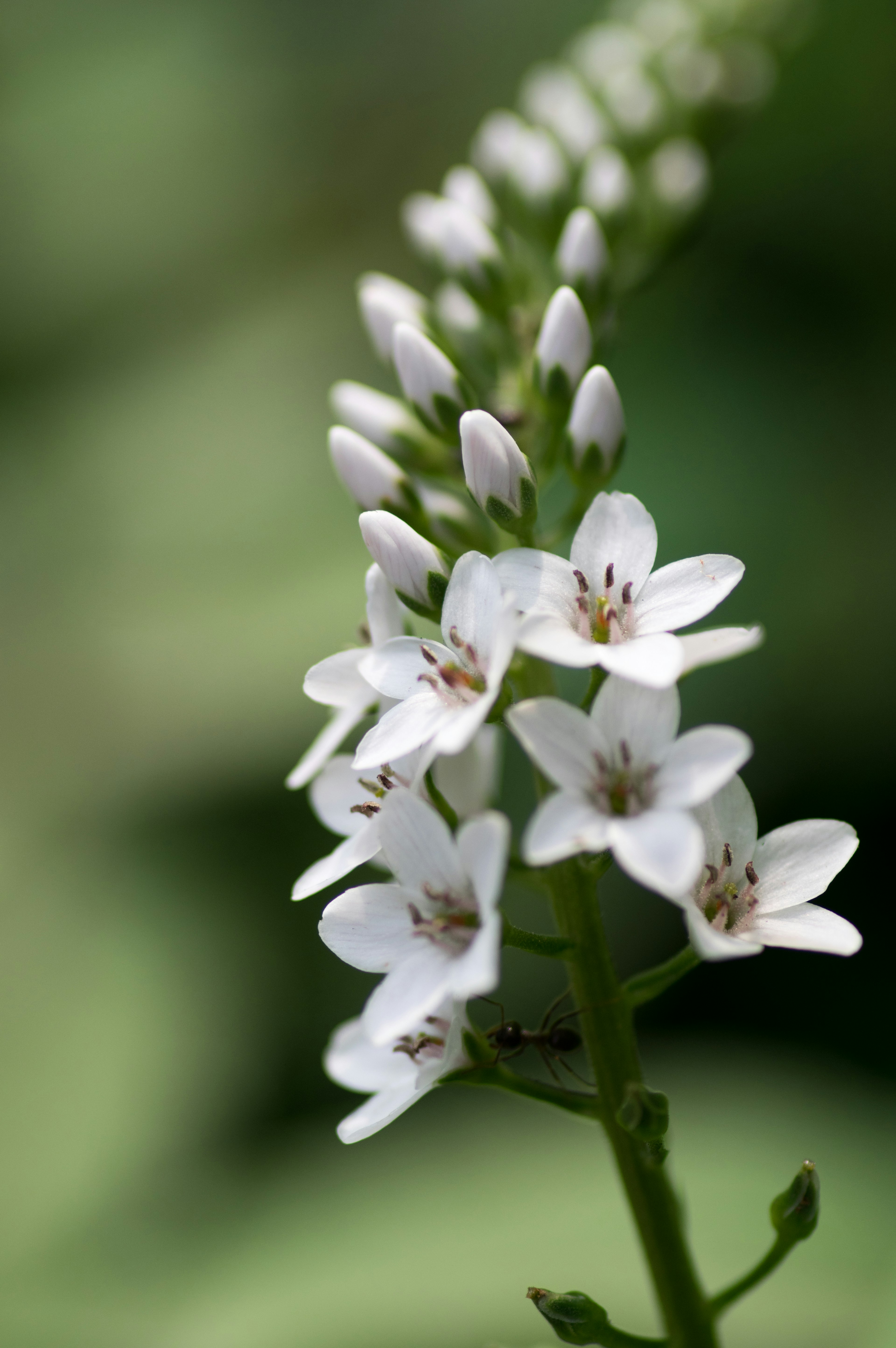 Gros plan d'une plante avec des fleurs blanches sur fond vert