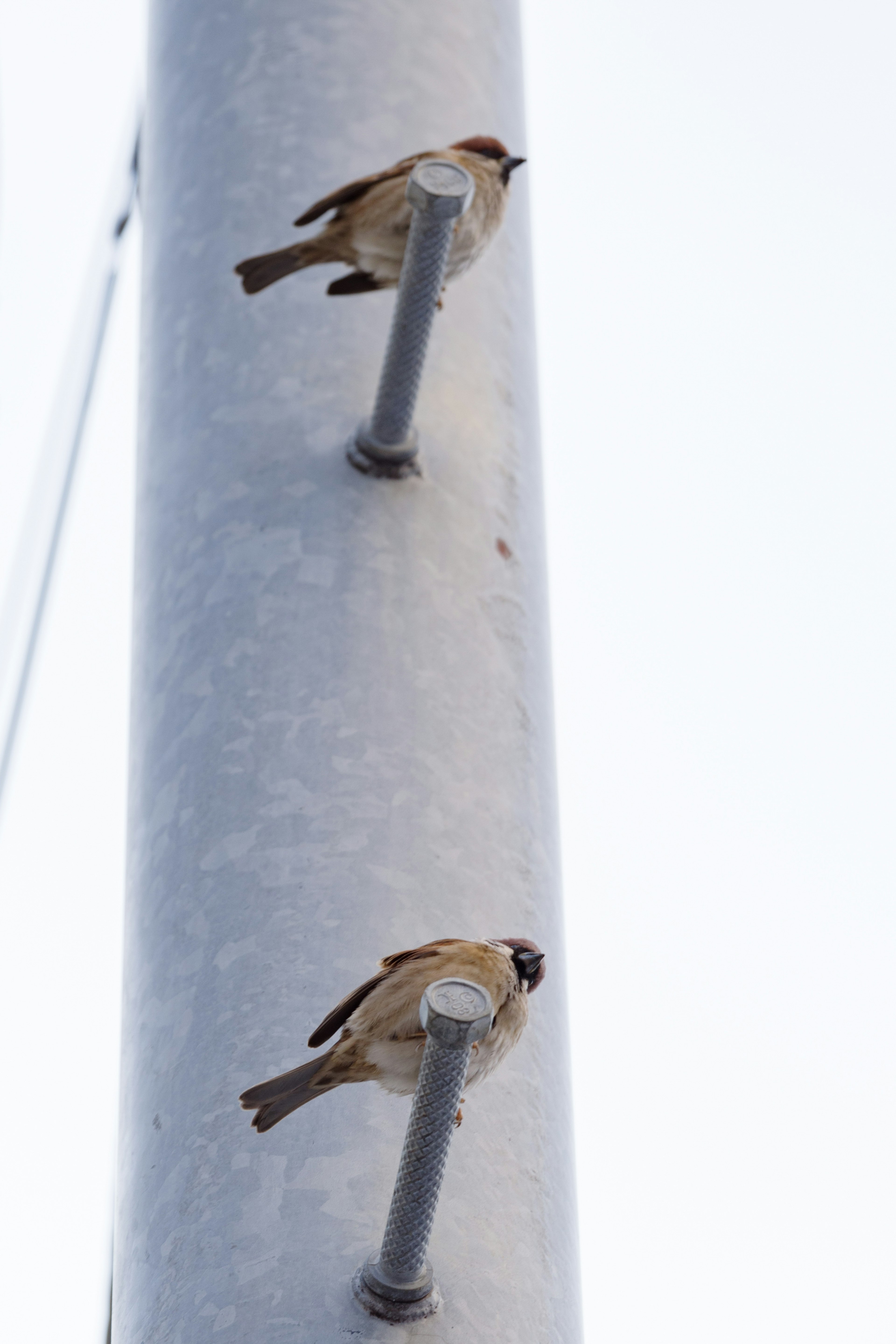 Two sparrows perched on a metal pole