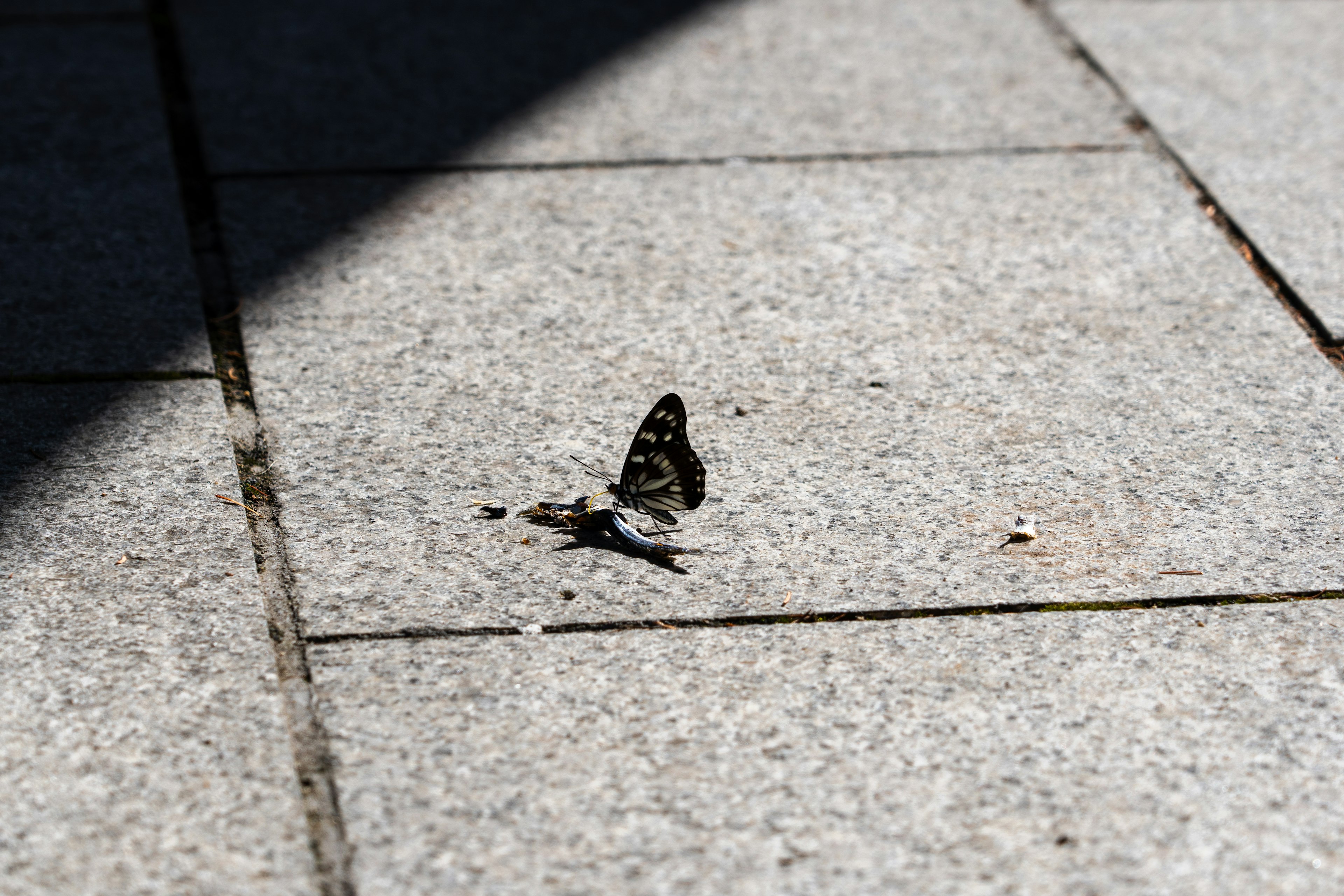 Imagen de una mariposa descansando en el suelo con patrones distintivos bajo la luz solar brillante