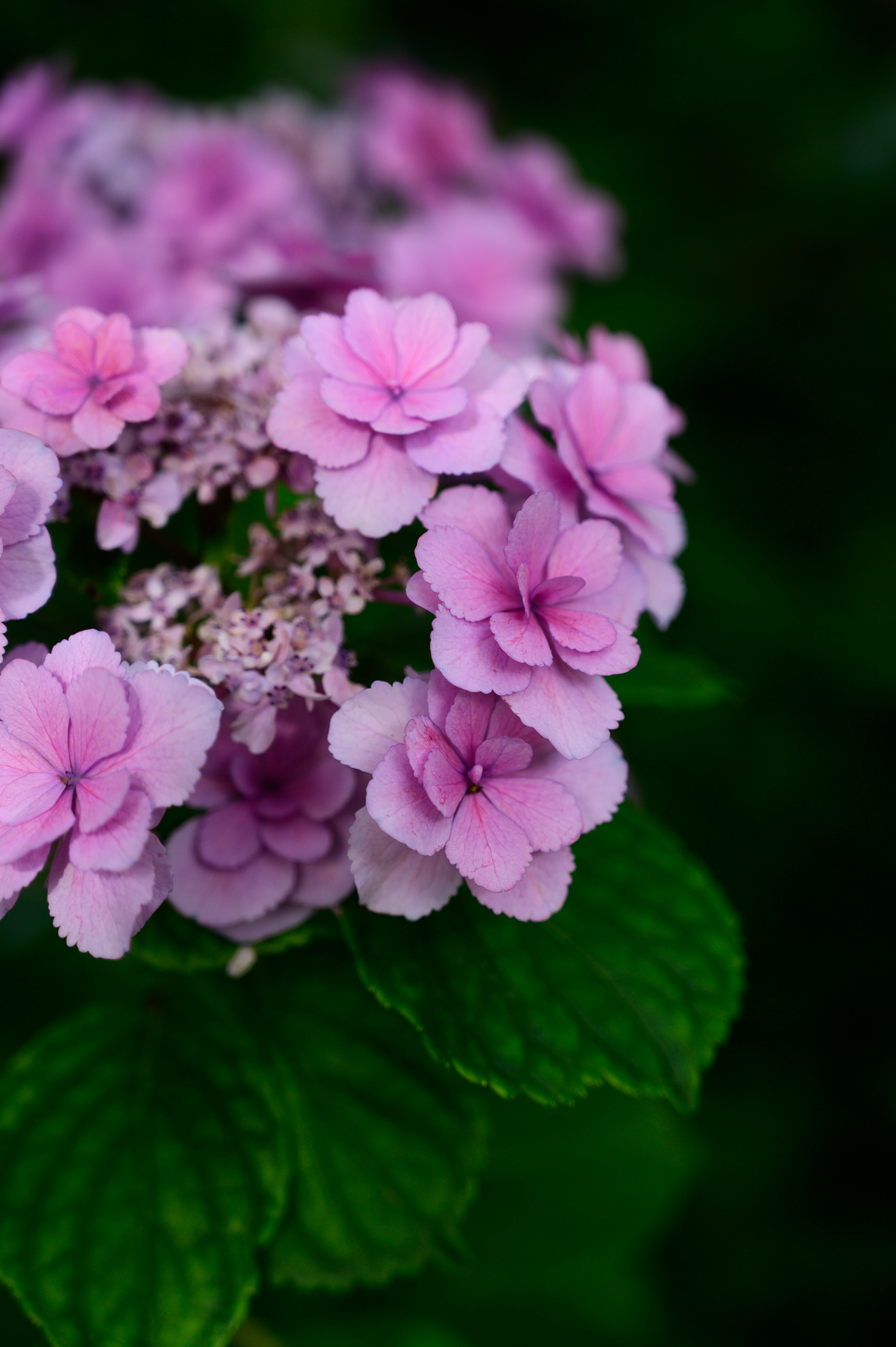 紫色の花が咲いているハイドランジアのクローズアップ