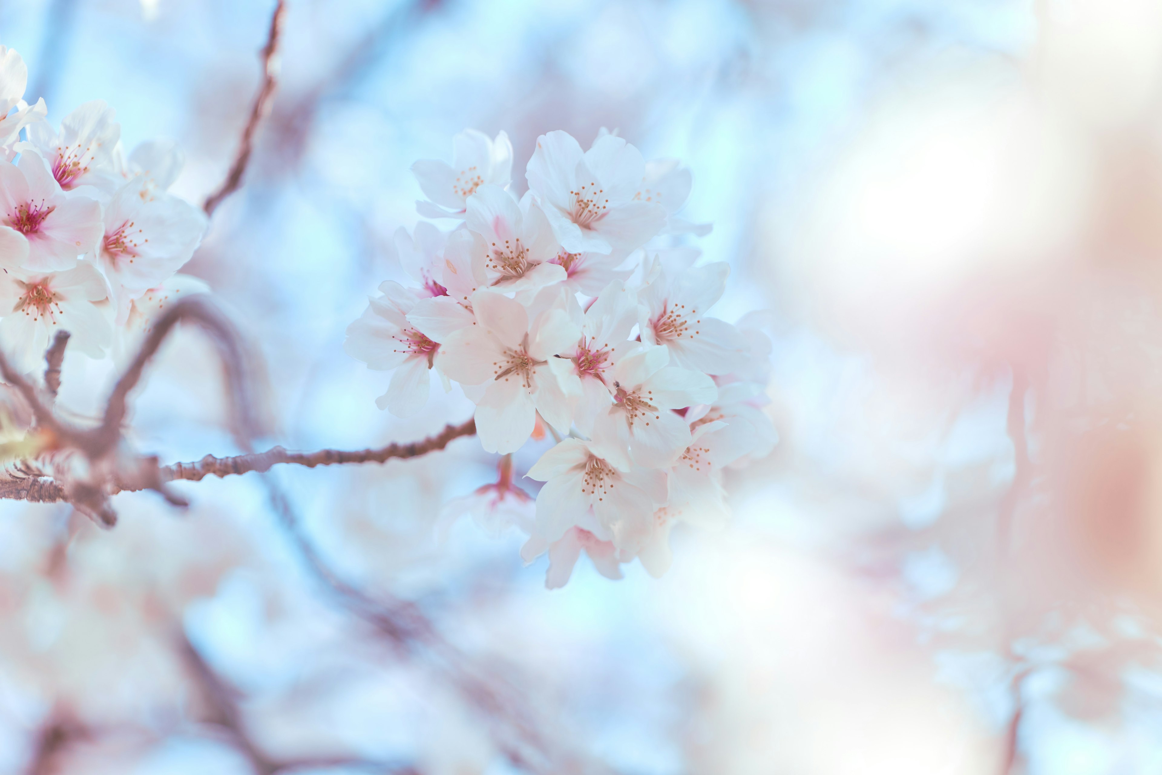 Kedekatan bunga sakura di cabang dengan latar belakang biru lembut dan kelopak merah muda pucat