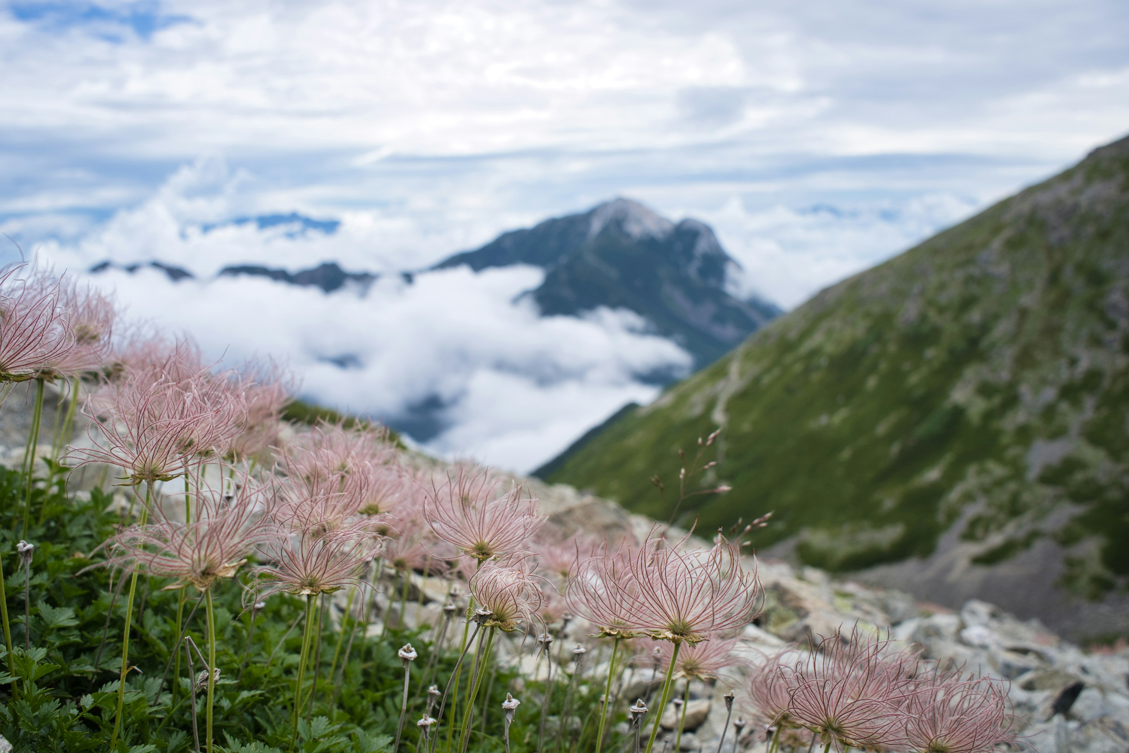 Flores rosas en un paisaje montañoso con nubes y picos