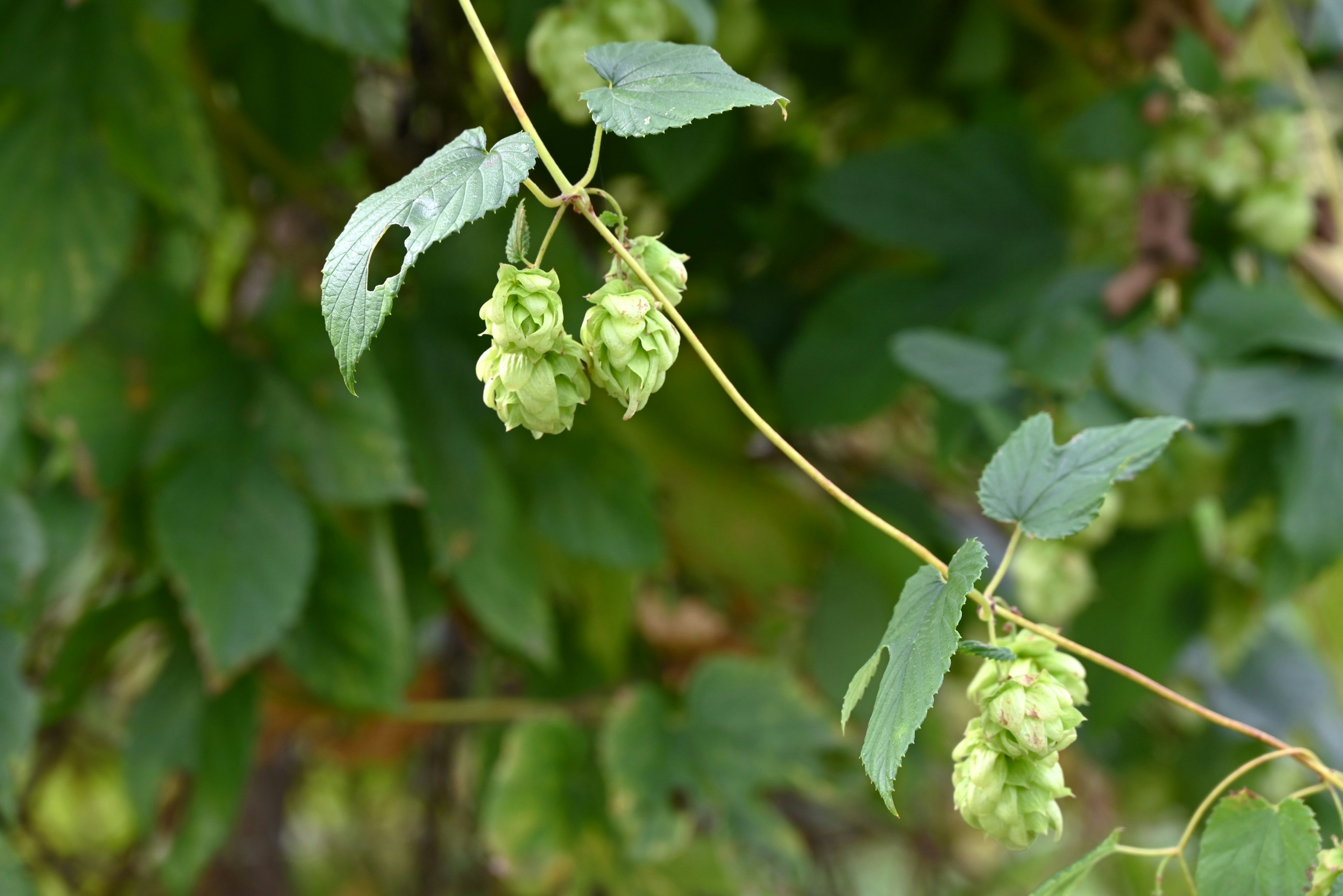 Fleurs de houblon poussant sur une vigne avec des feuilles vertes en arrière-plan