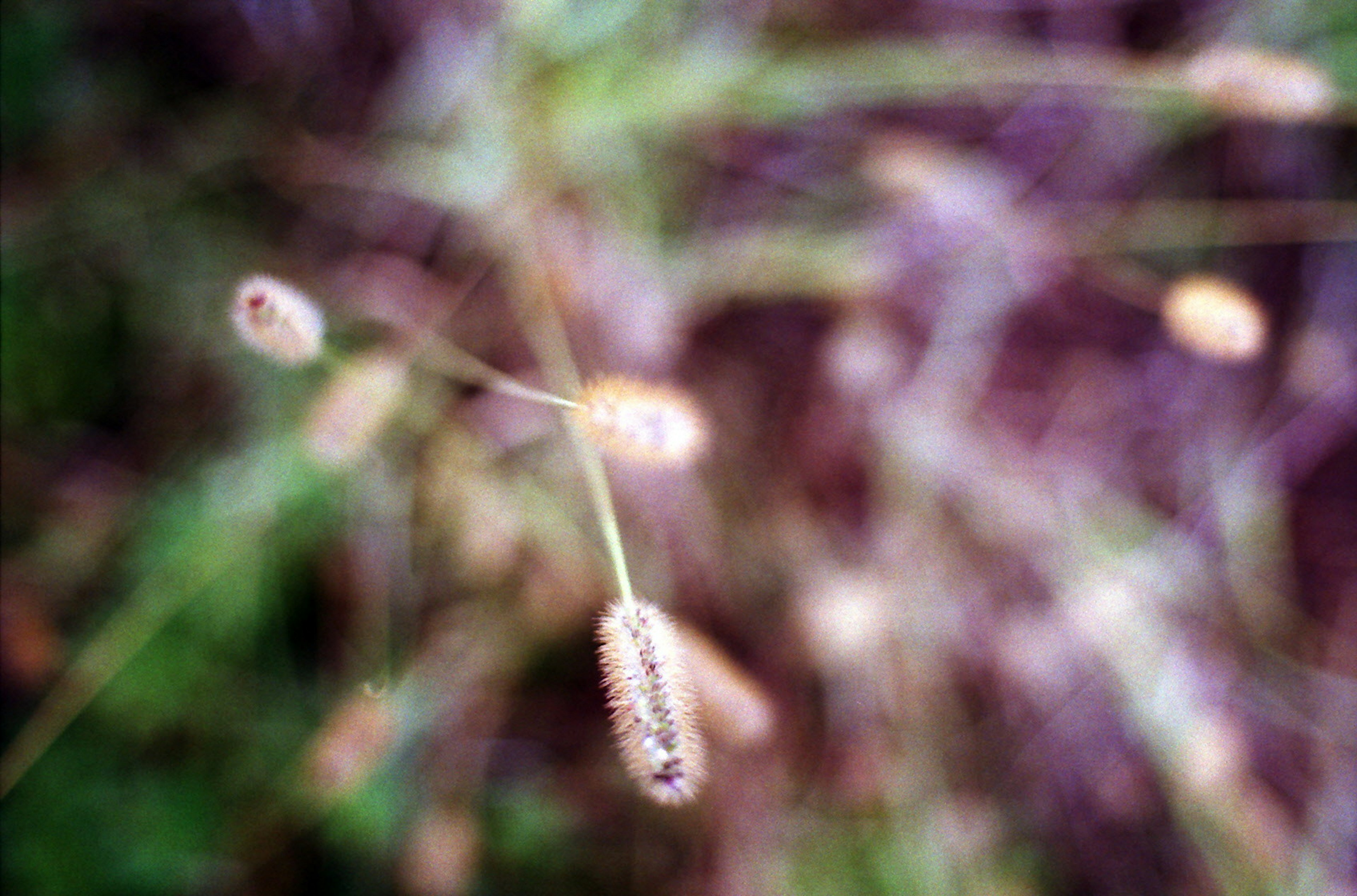 ぼやけた背景に細い茎と小さな穂がある植物のクローズアップ